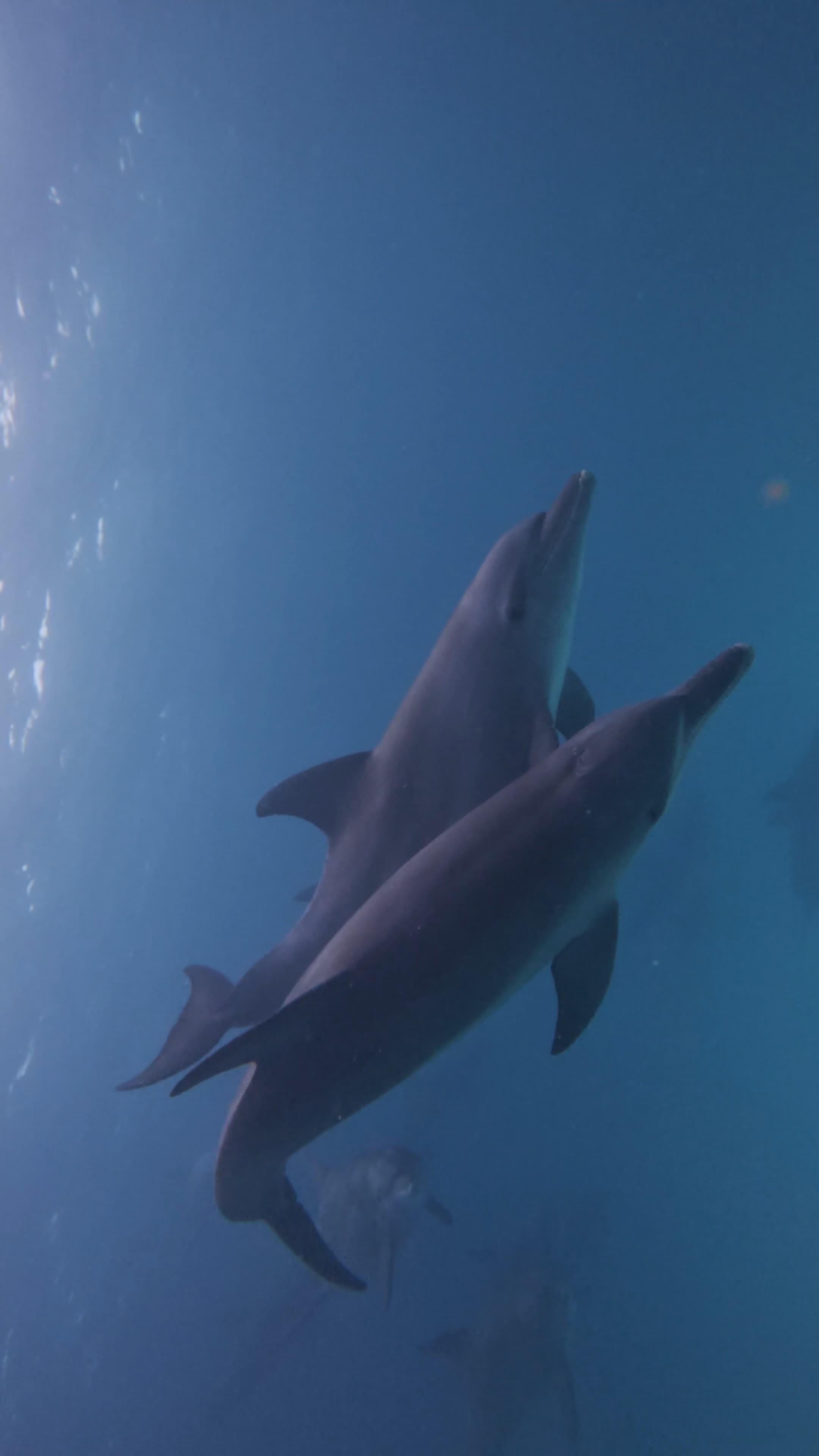 Mnemba Island Dolphin Swim & Snorkeling Adventure