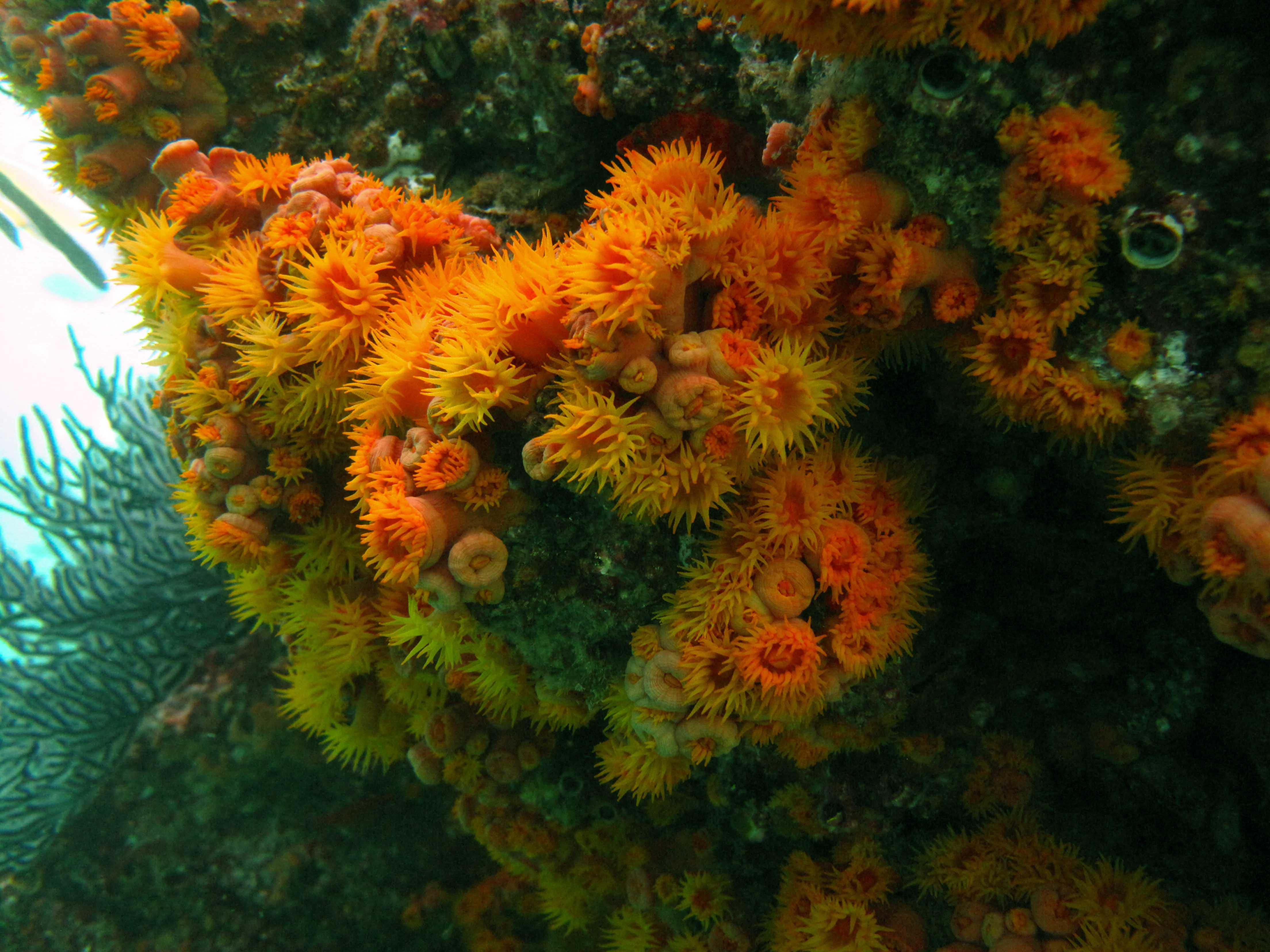 Cabo San Lucas Marine Park: Two-Tank Scuba Diving Adventure