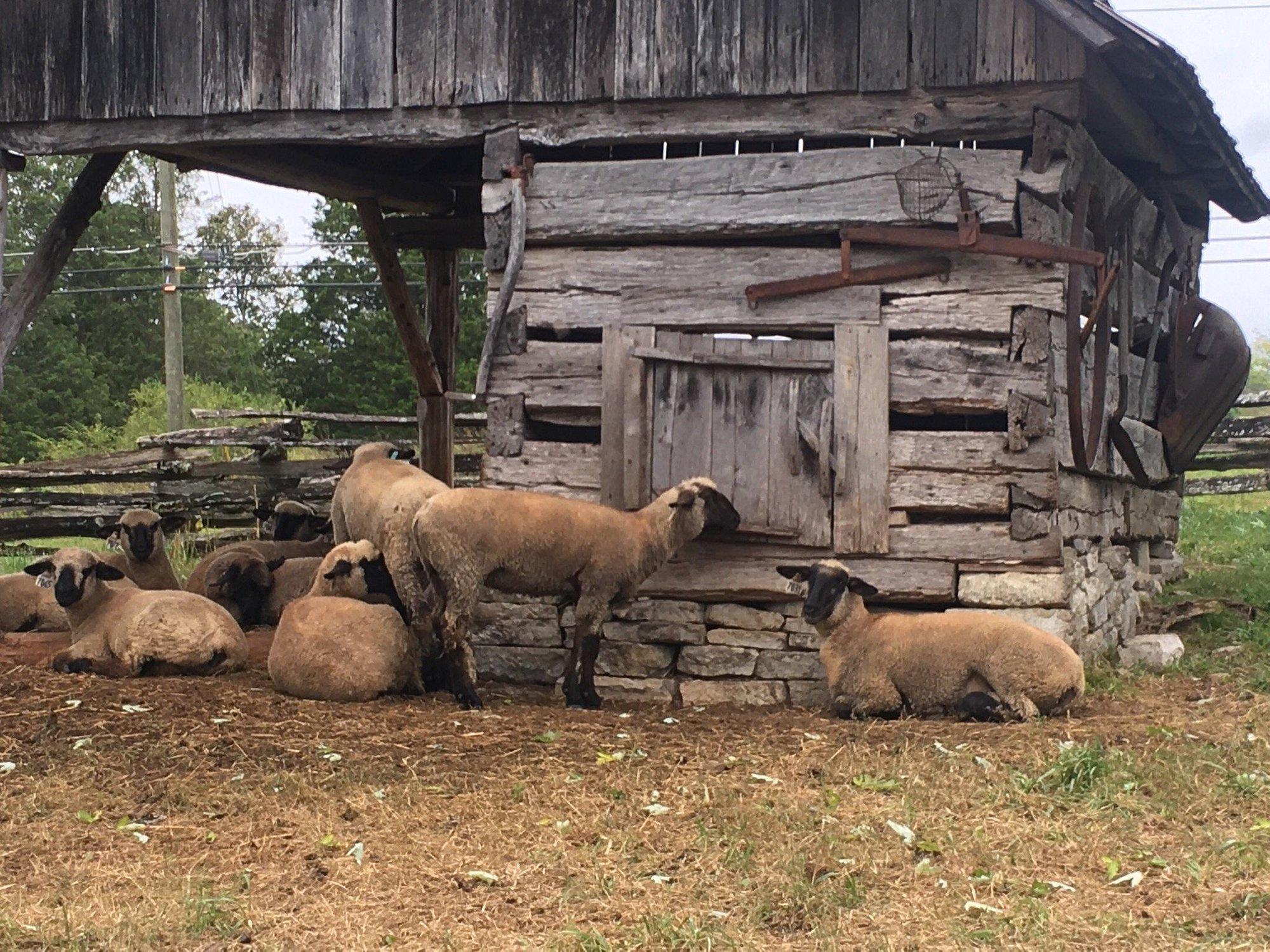 Museum of Appalachia: Immersive Heritage & Living History Entry