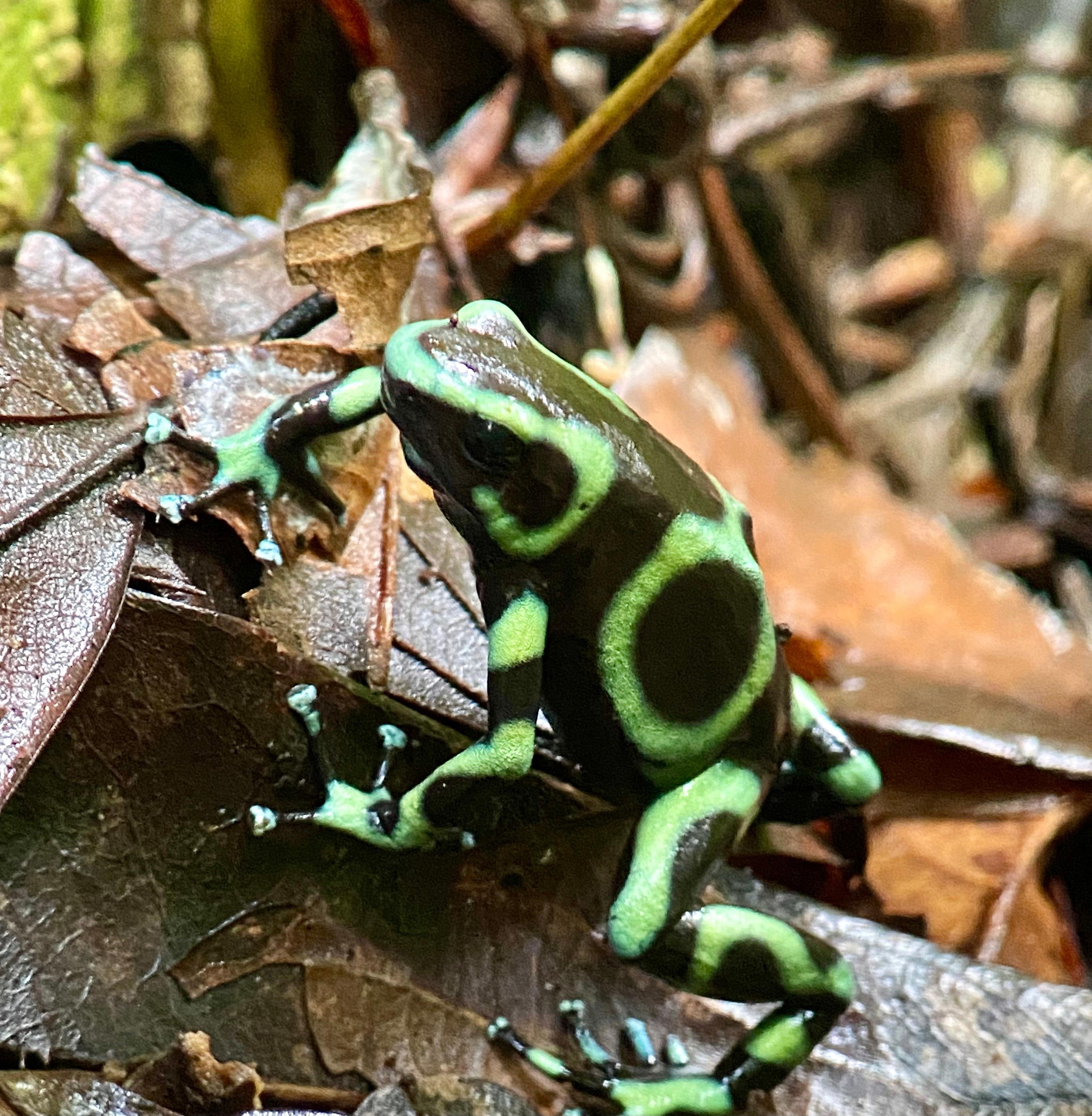 Manuel Antonio National Park: Naturalist-Led Wildlife Walking Tour