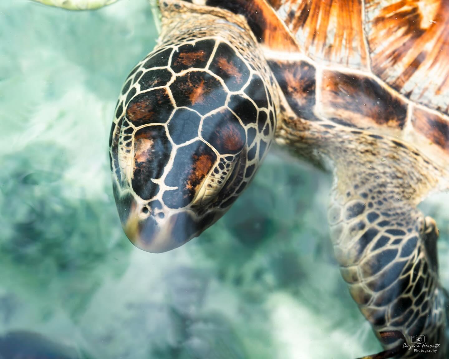 Zanzibar: Swim with Sea Turtles at Salaam Cave, Kizimkazi