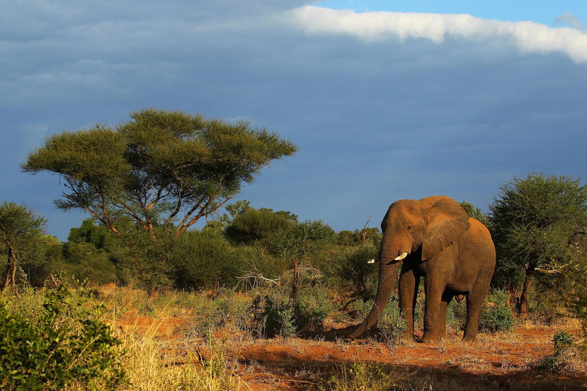 Tala Game Reserve & Natal Park Safari