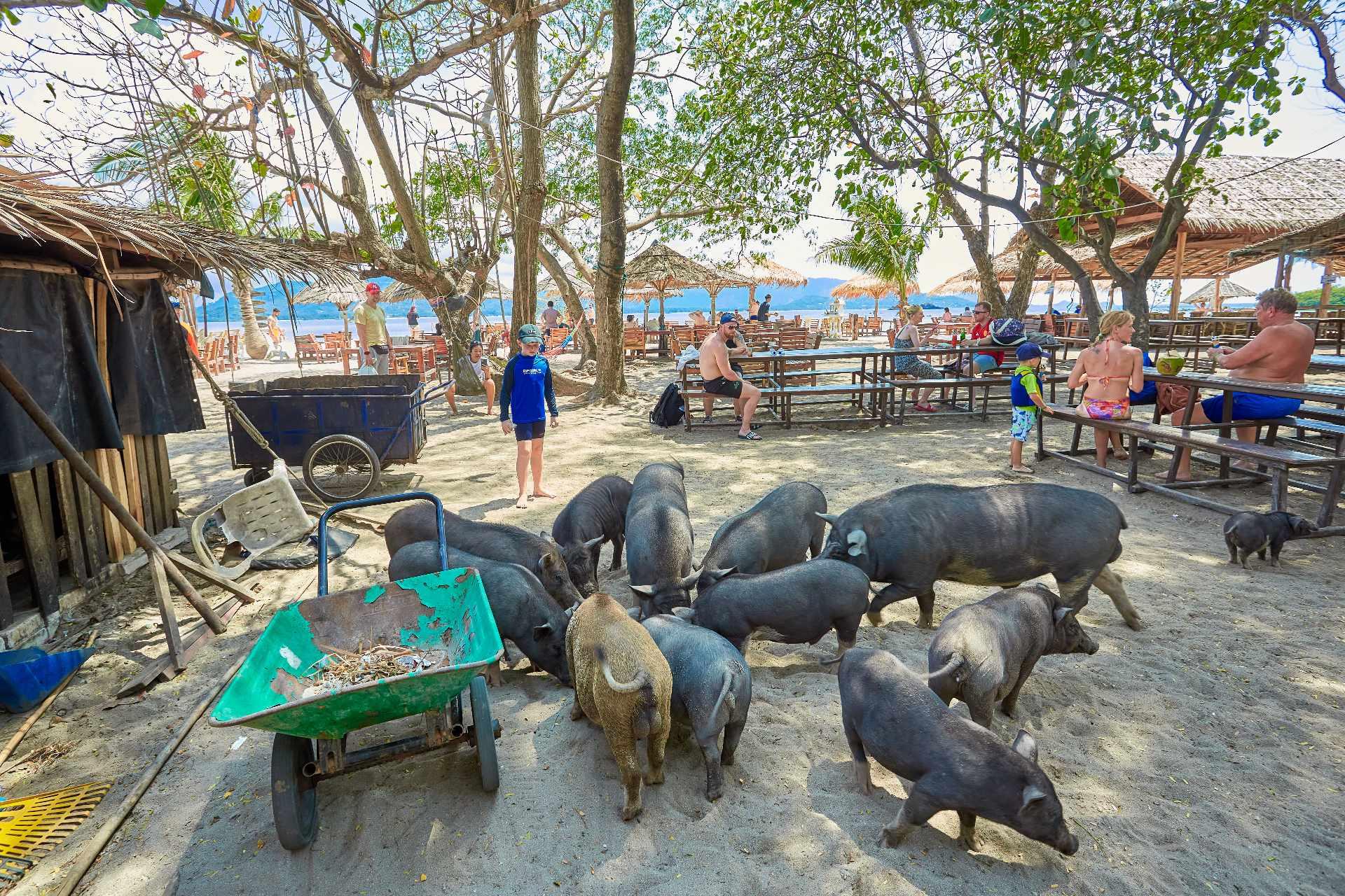 Pig Island & Koh Tan Snorkeling Express