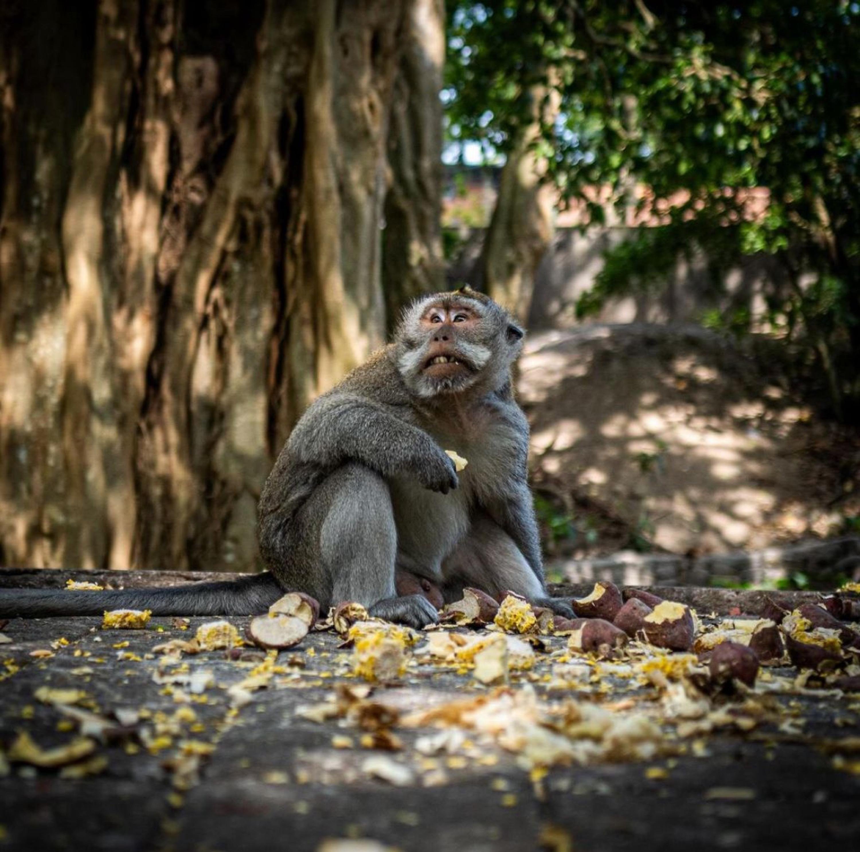Ubud Full-Day Tour: Monkey Forest, Rice Terraces & Waterfall