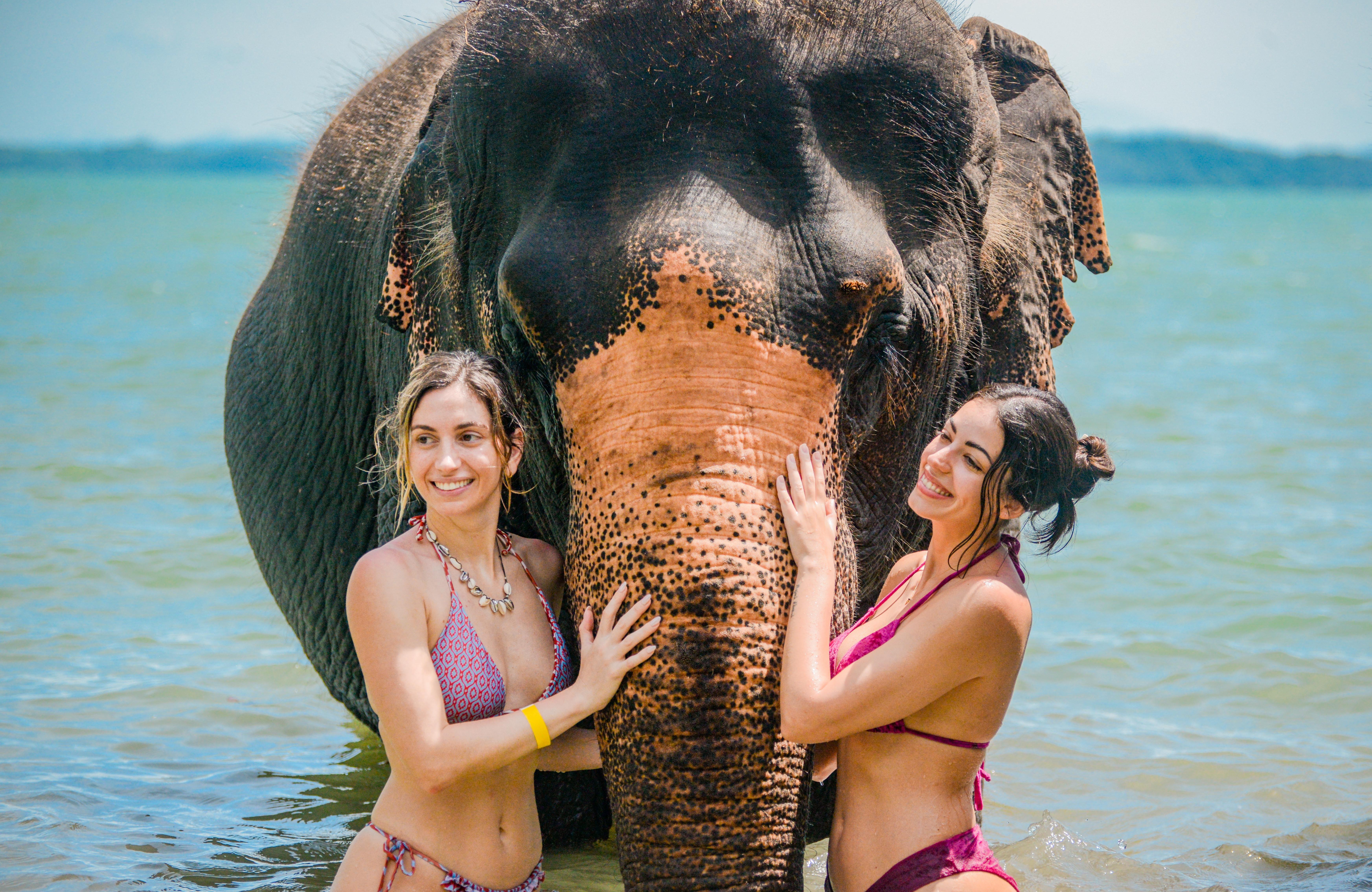Phuket Ethical Elephant Coastal Walk & Ocean Bathing