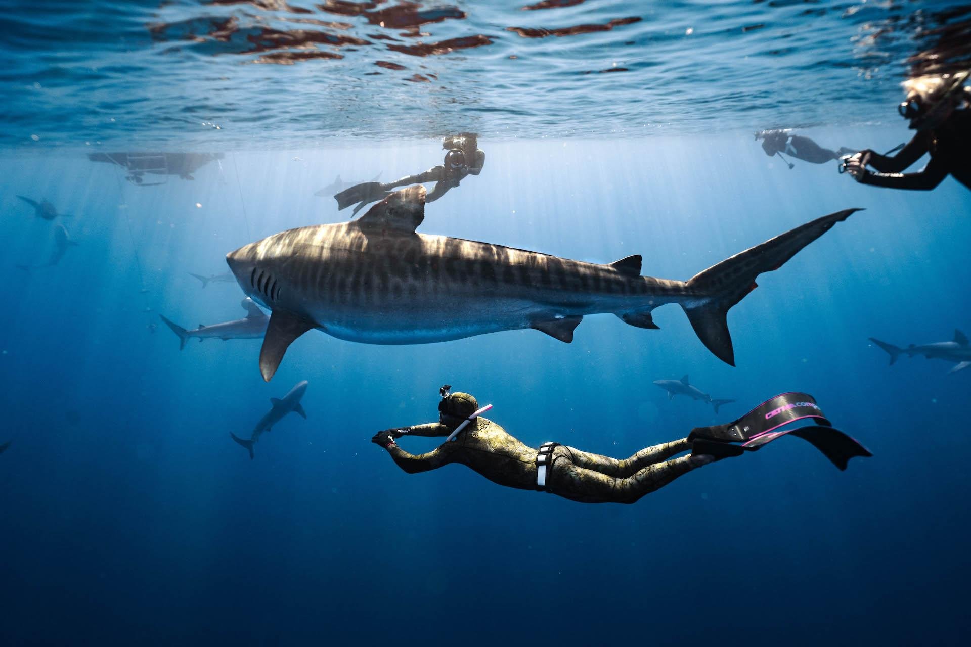 Oahu Cageless Shark Diving Adventure, North Shore