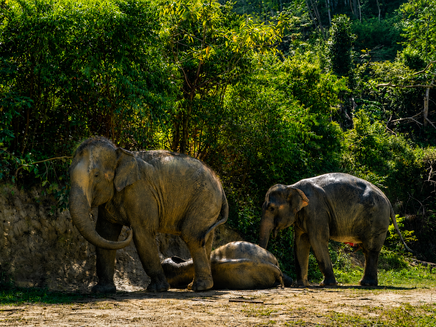Patong Elephant Sanctuary: Ethical Learning Experience