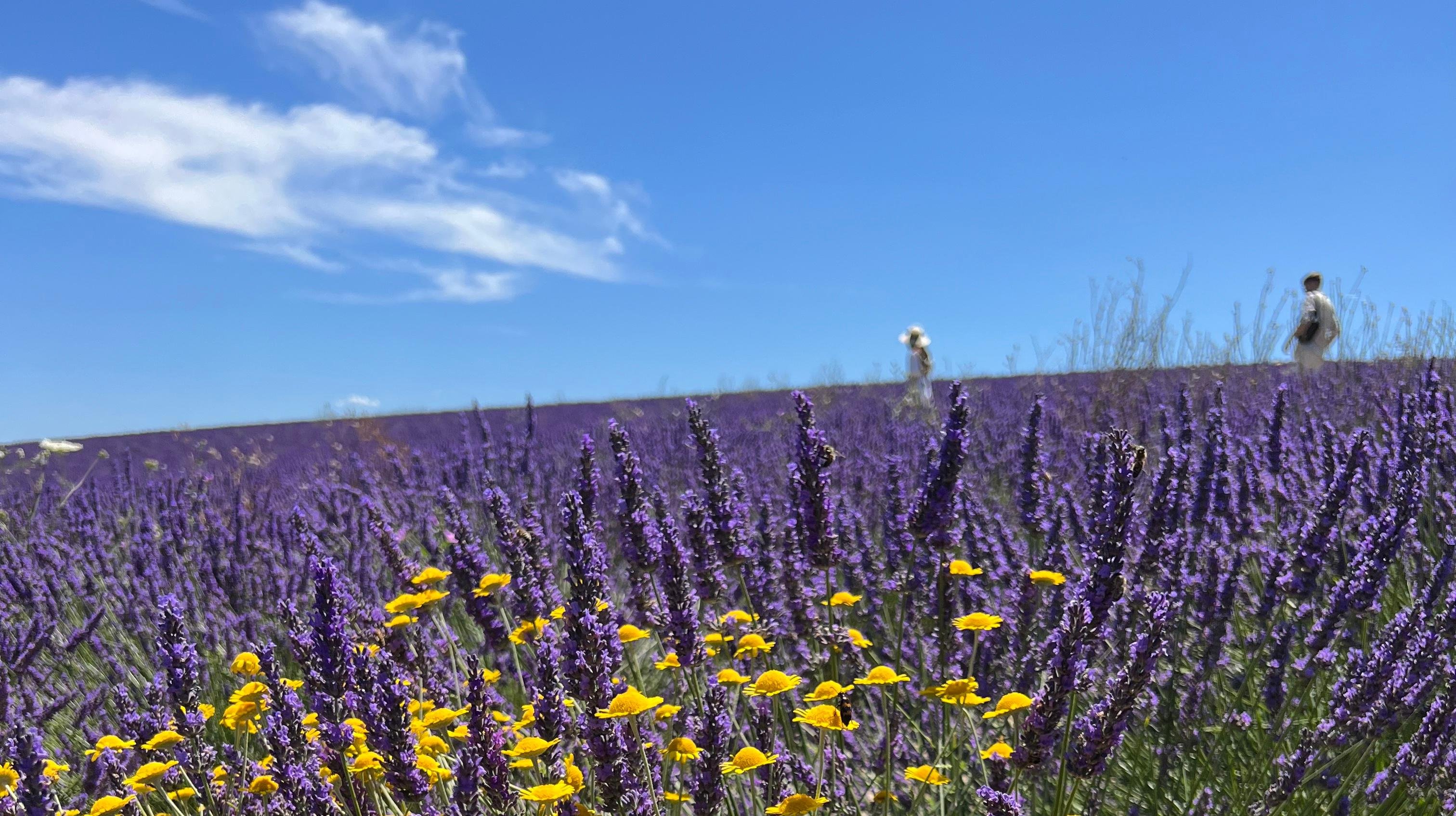 An unforgettable provençal stroll in the lavender fields