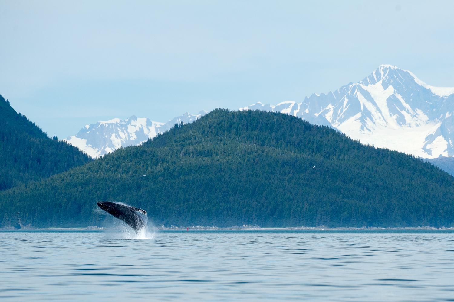 Juneau whale watching tour — humpback whales and marine wildlife in Southeast Alaska — image 5