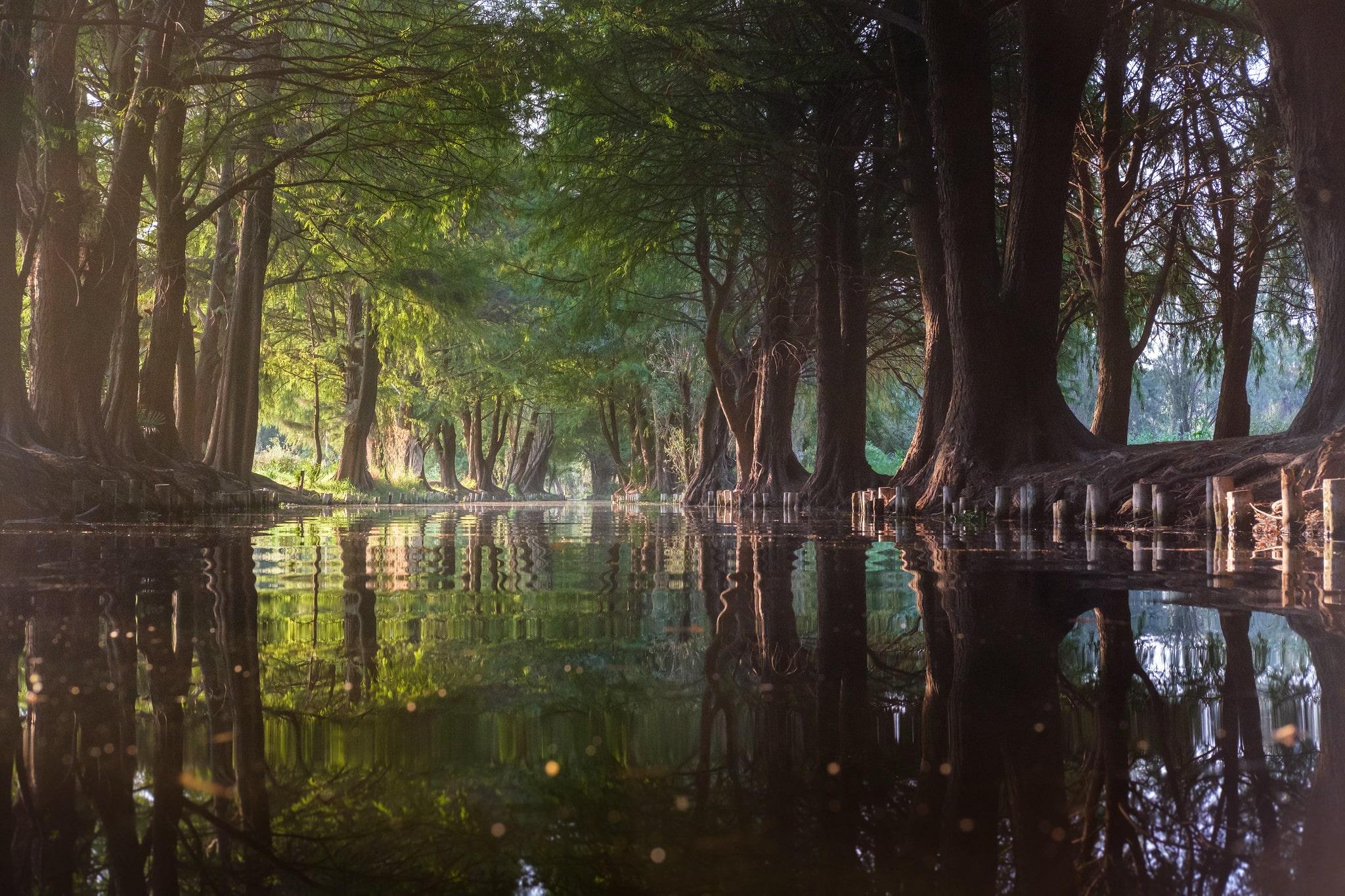 Mexico City Cultural Full-Day Tour: Xochimilco, UNAM & Coyoacán