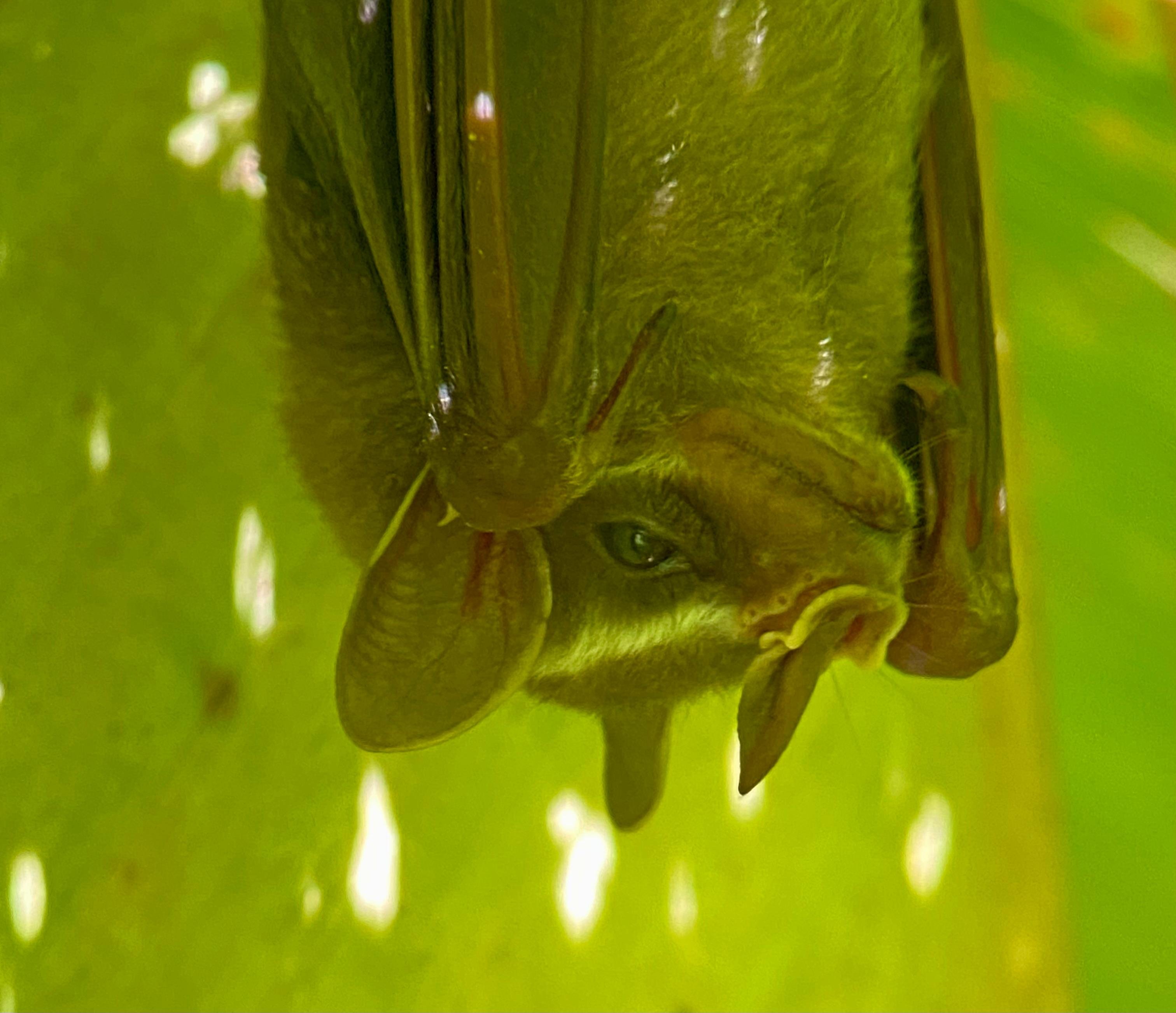 Manuel Antonio National Park: Naturalist-Led Wildlife Walking Tour
