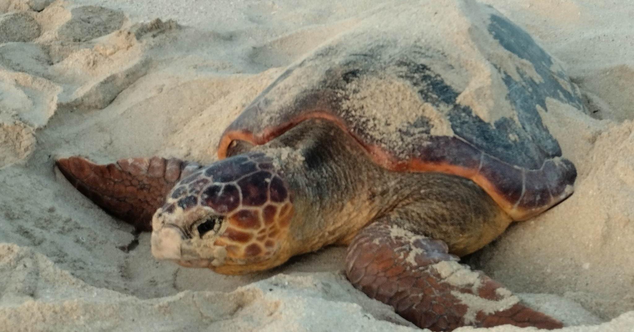 Sal Island Sea Turtle Nesting Tour
