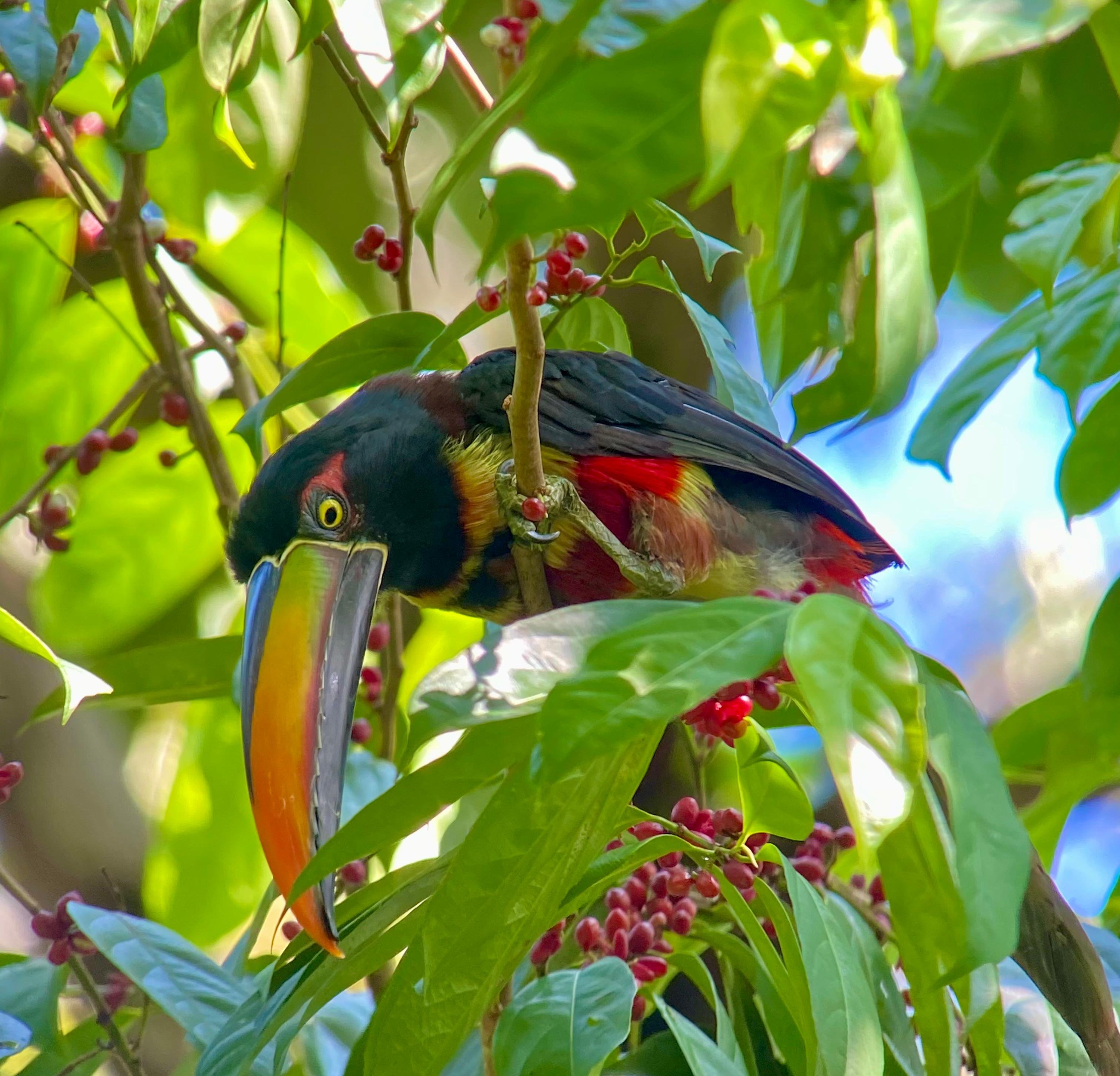 Manuel Antonio National Park: Naturalist-Led Wildlife Walking Tour