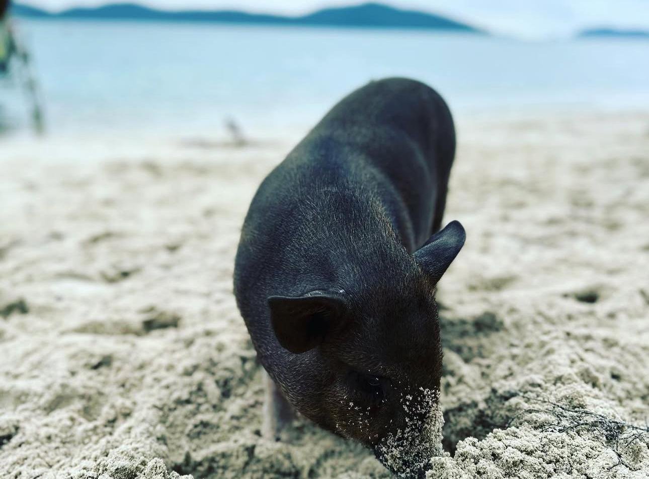 Koh Samui Jet Ski Safari: Pig Island & Snorkeling Adventure