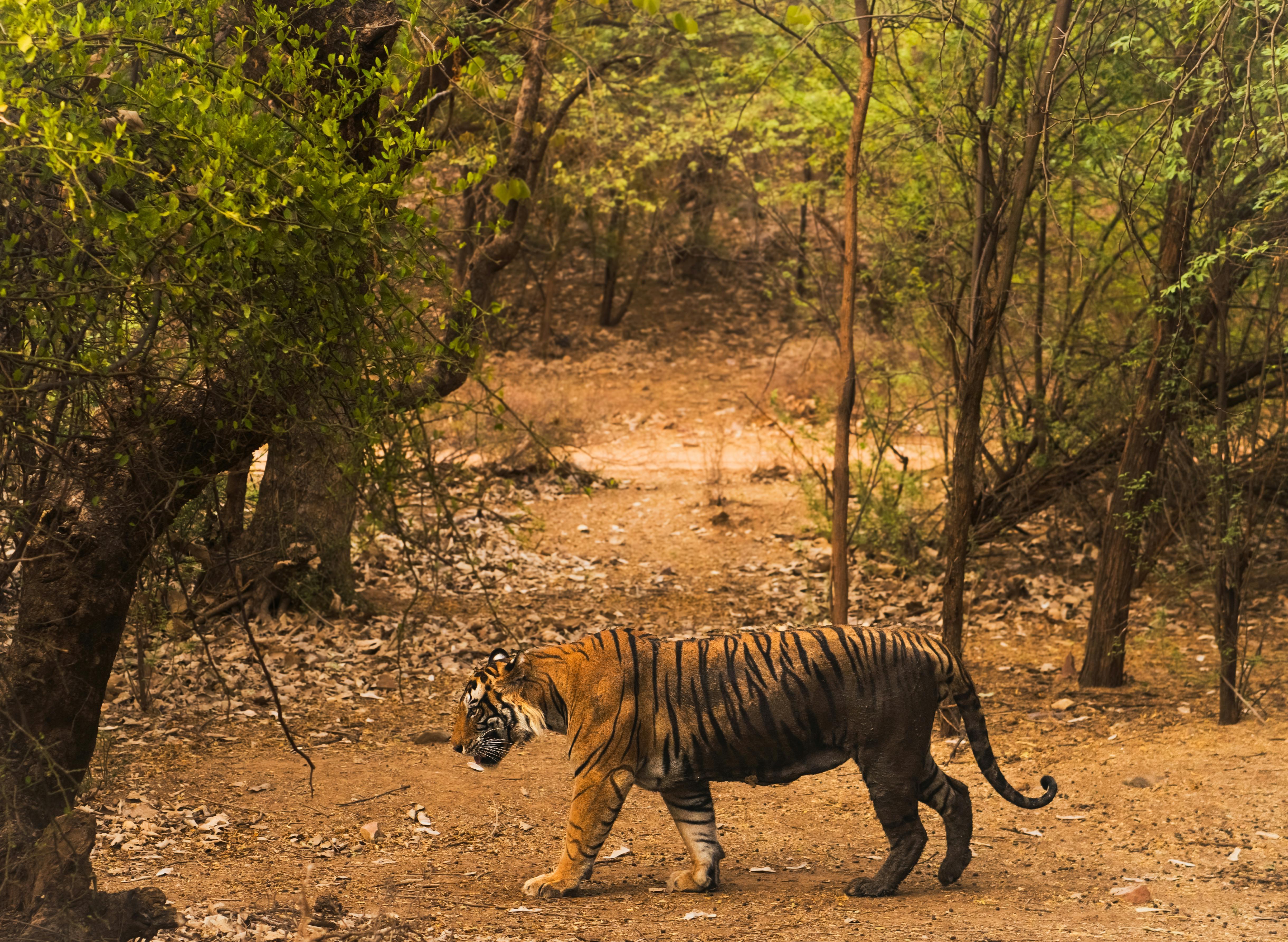 Ranthambore Tiger Safari 3-Day Trip from Delhi