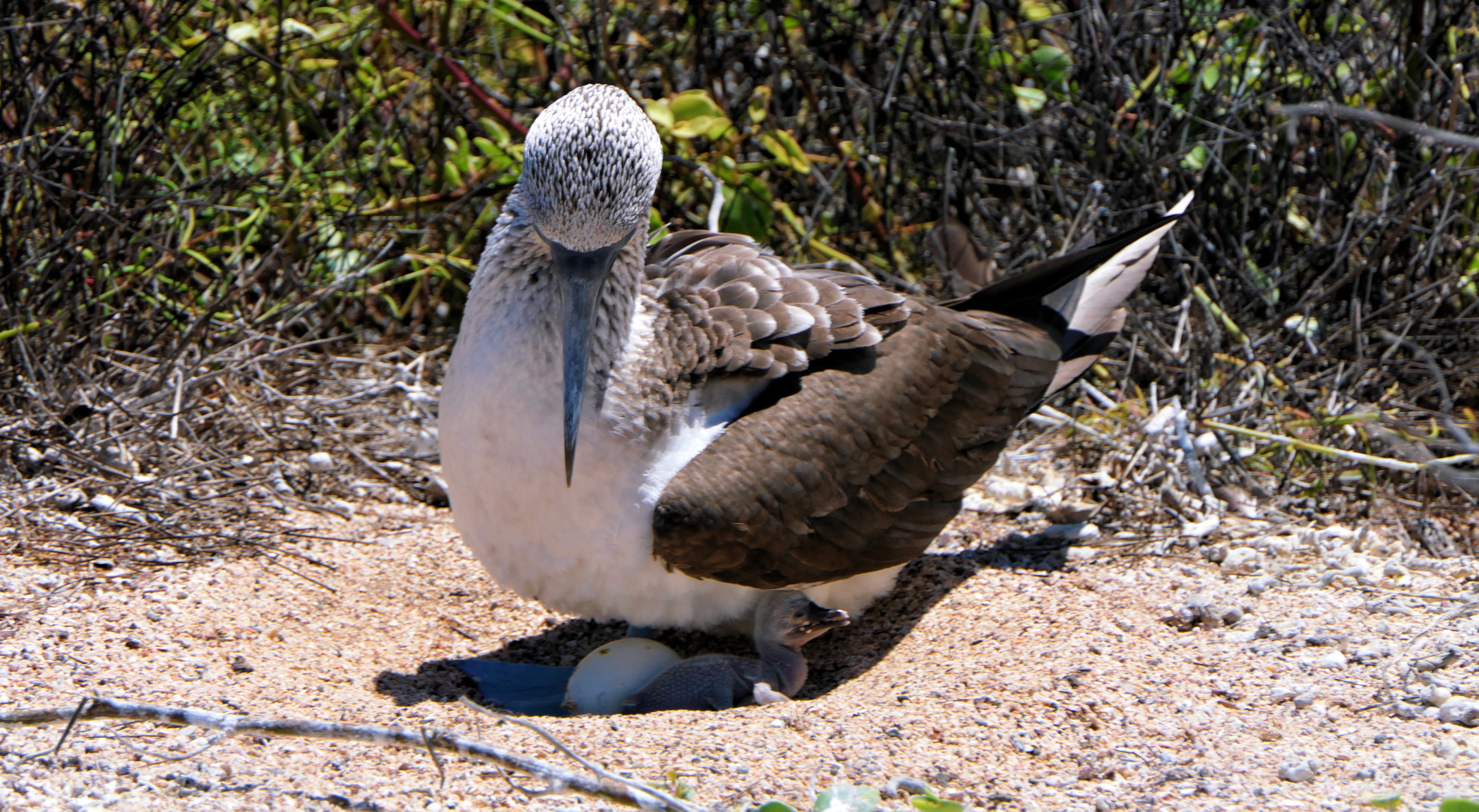 Bay Tour: Las Grietas, Dog Beach & Shark Channel