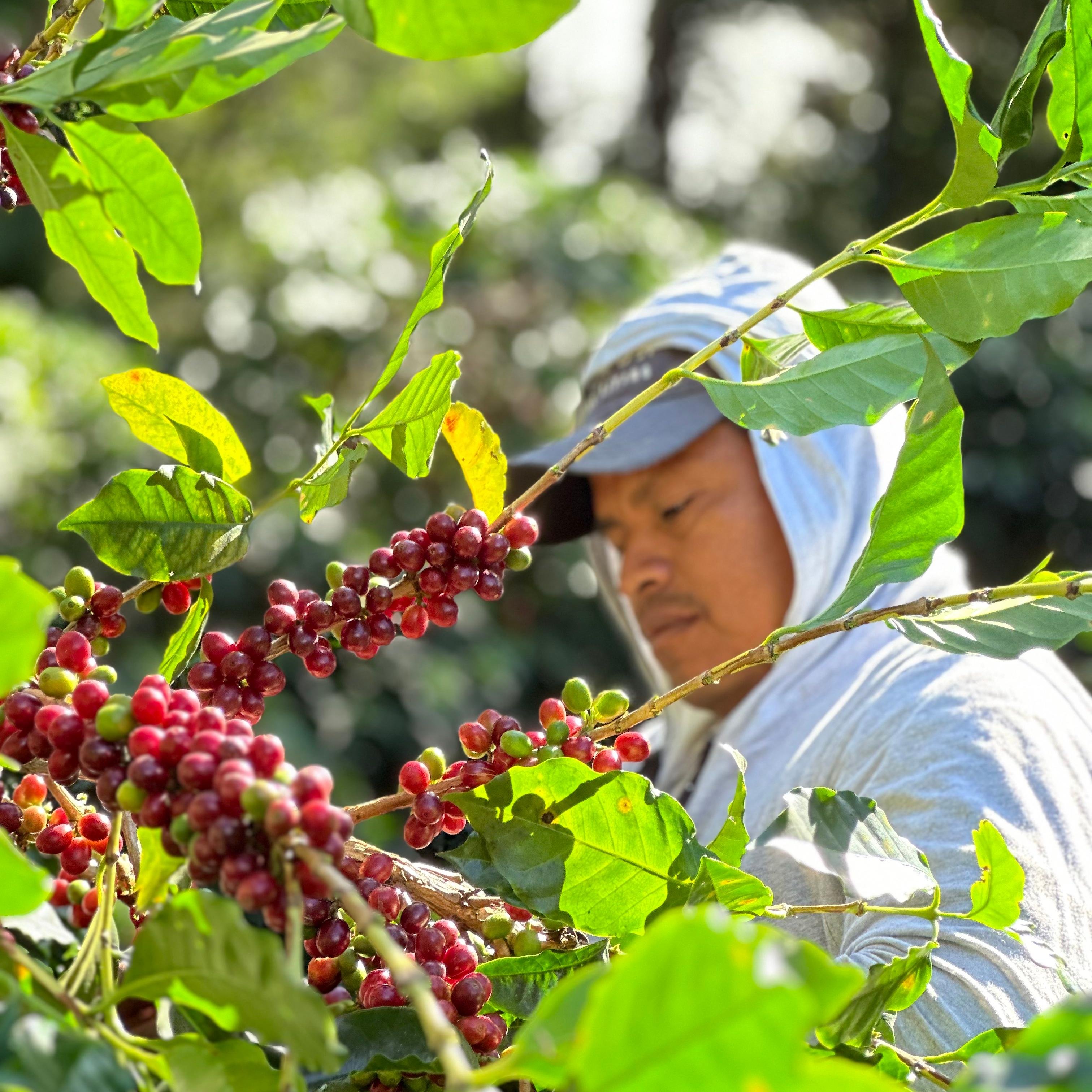 Monteverde Coffee Farm & Roastery Tour with Tasting