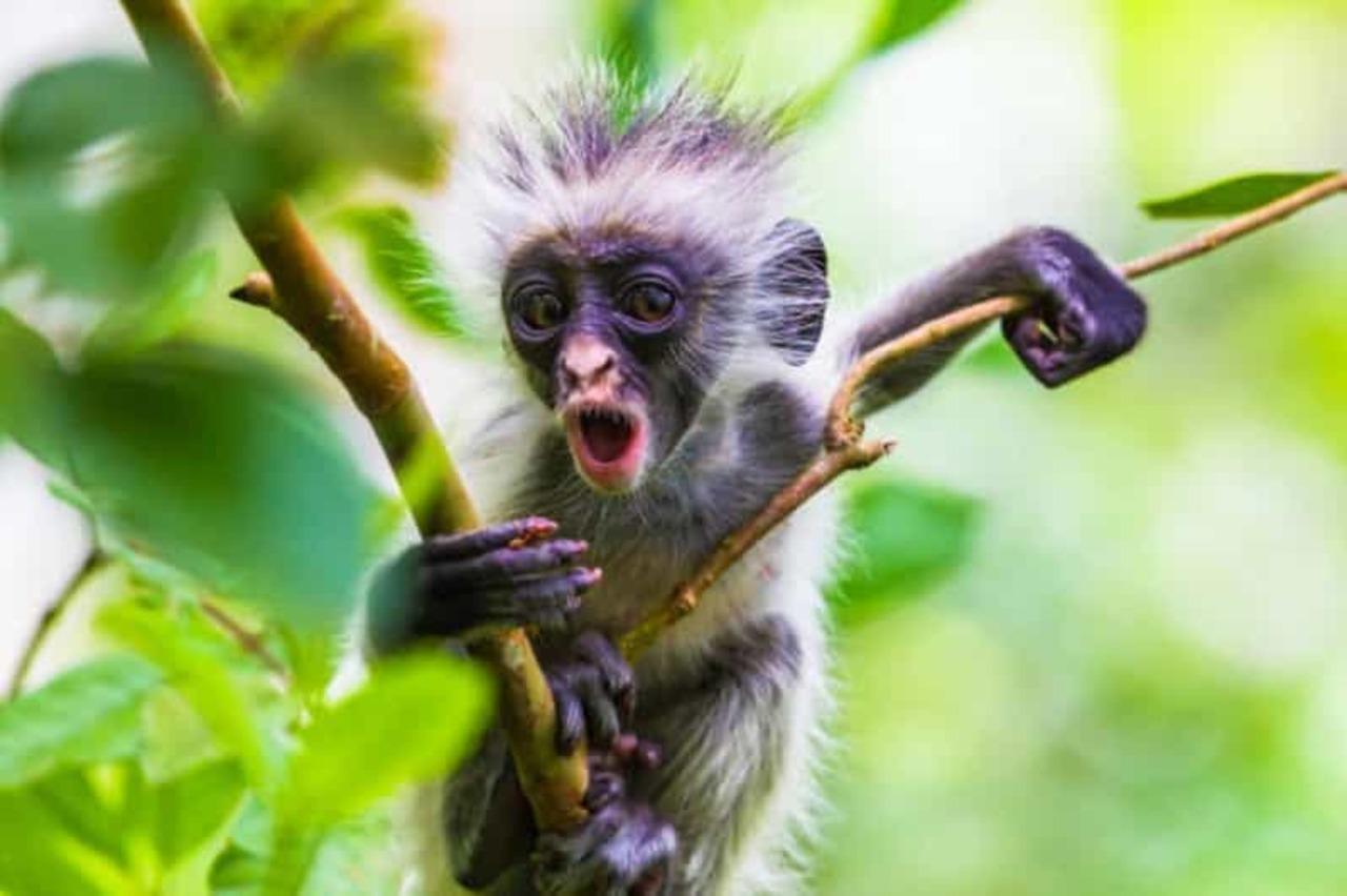 Zanzibar Jozani Forest Wildlife & Nature Tour