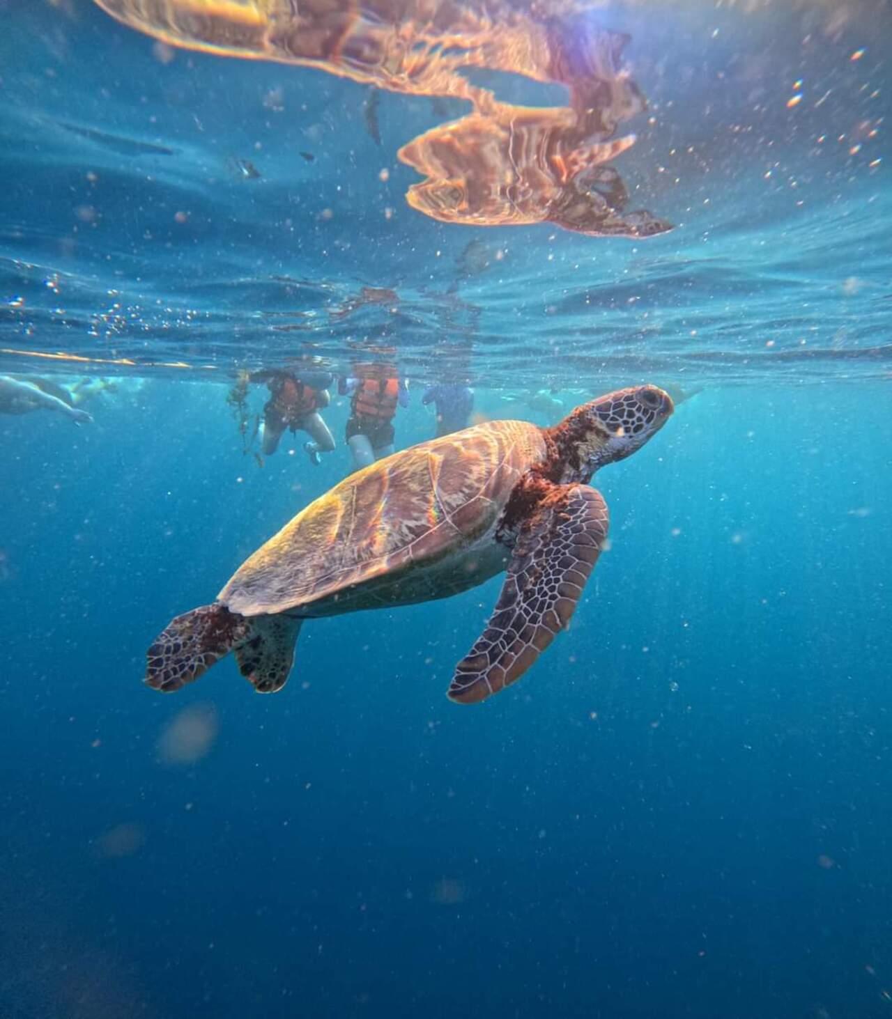 Cebu Full-Day Adventure: Whale Sharks, Sardine Run & Sea Turtles
