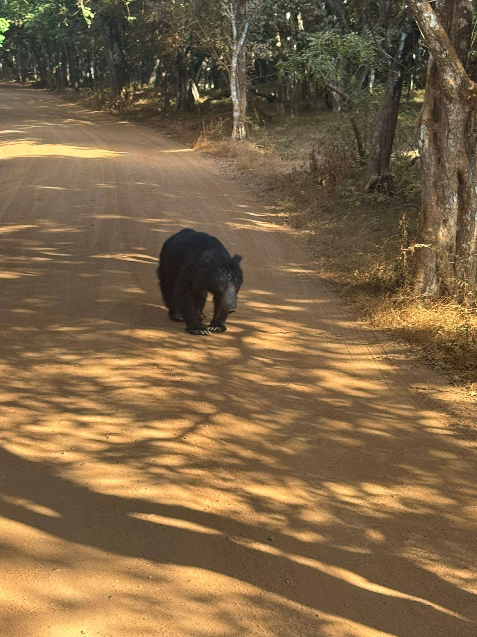 Full-Day Wilpattu National Park Safari from Anuradhapura