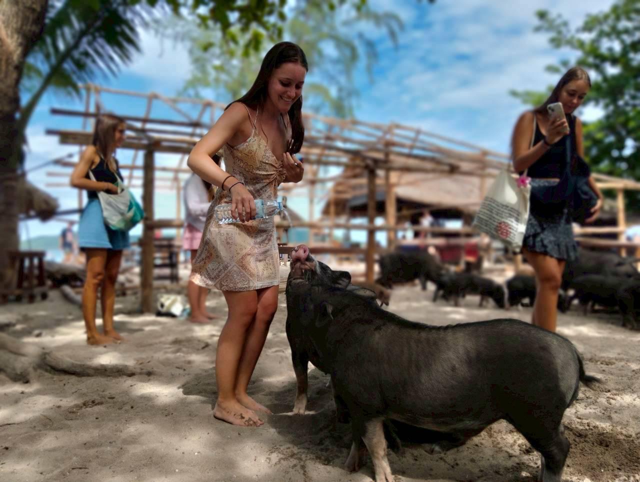 Koh Samui Catamaran Cruise: Pig Island & Koh Tan Snorkeling