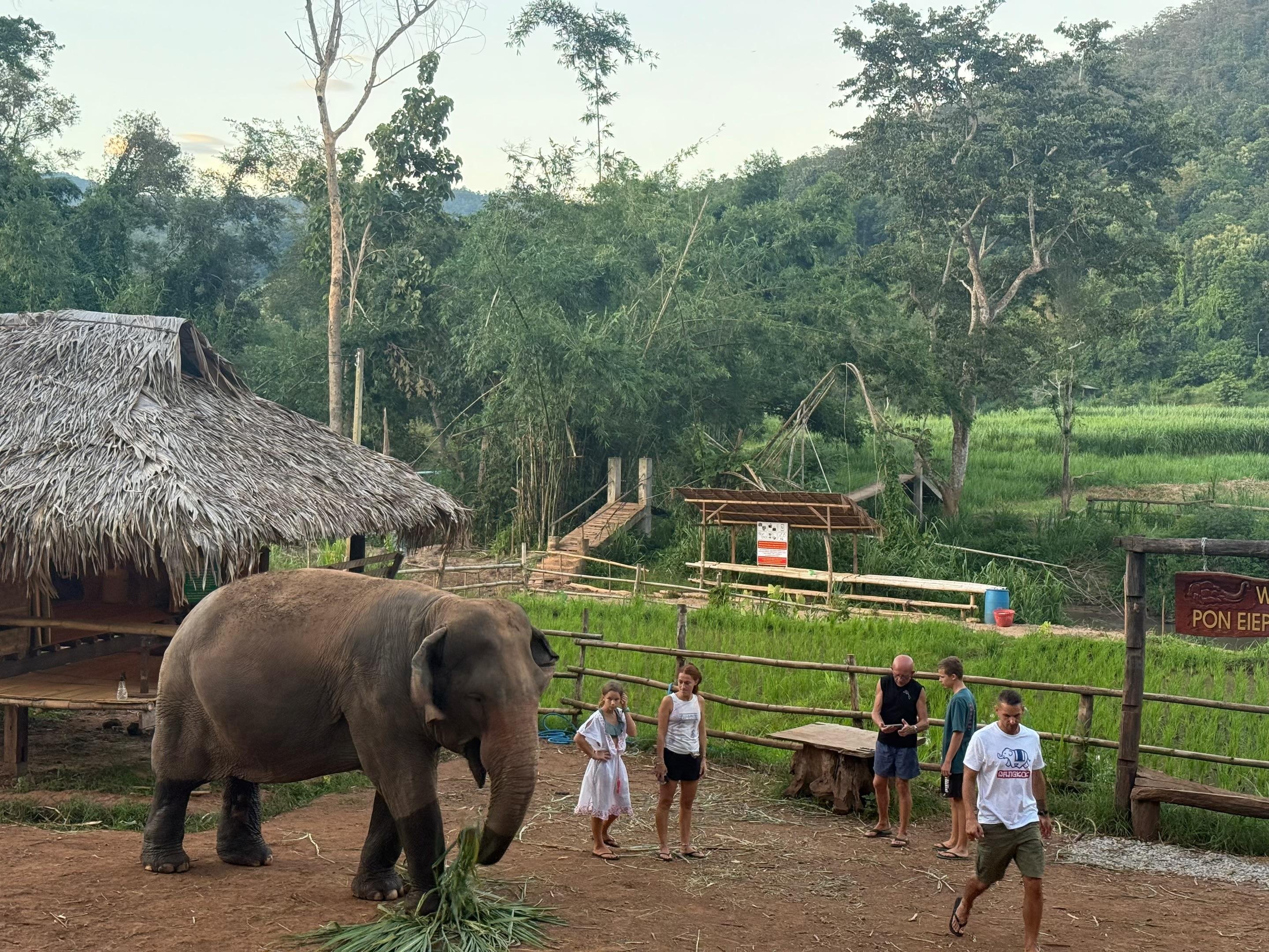 Chiang Mai 2-Day: Good Morning Elephant & Overnight Homestay