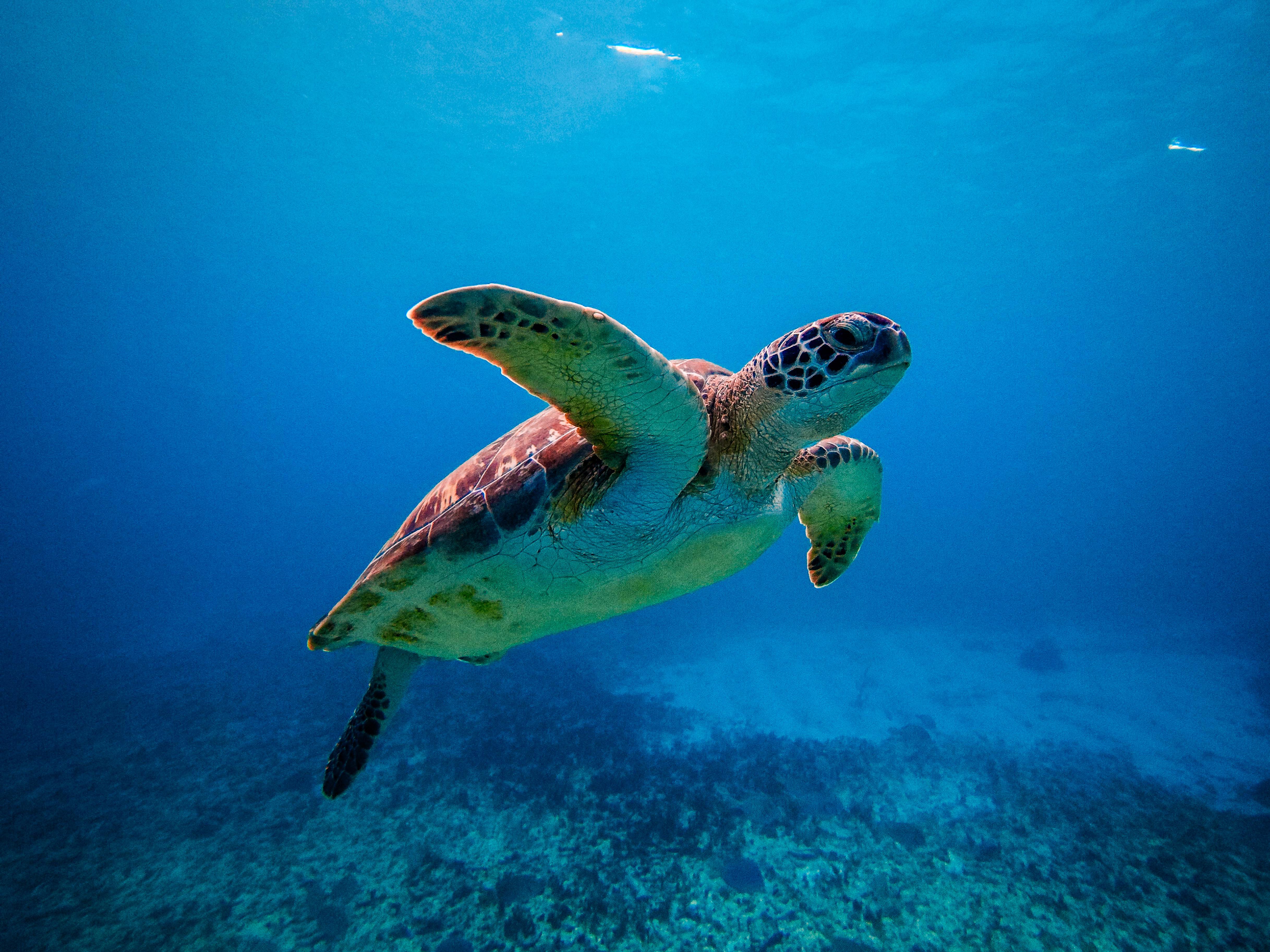 Tulum Ocean Snorkel: Sea Turtles, Coral Reef & Ruins View