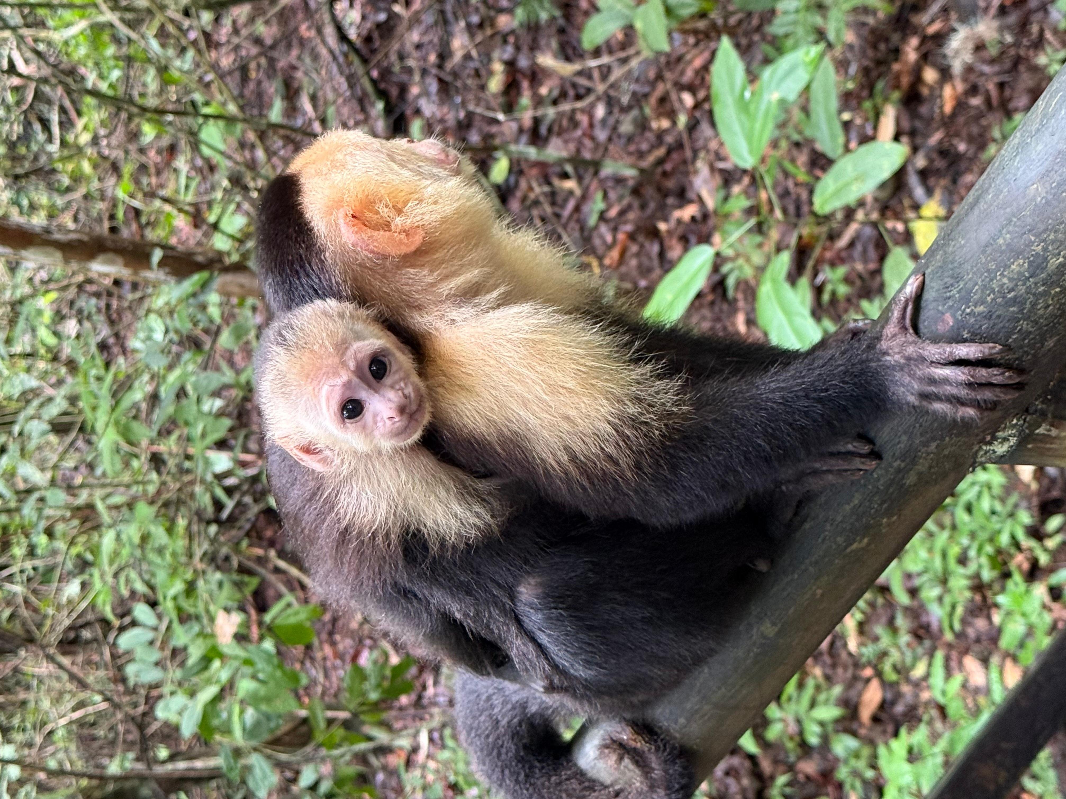 Manuel Antonio National Park: Wildlife Guided Tour with Entrance Fee