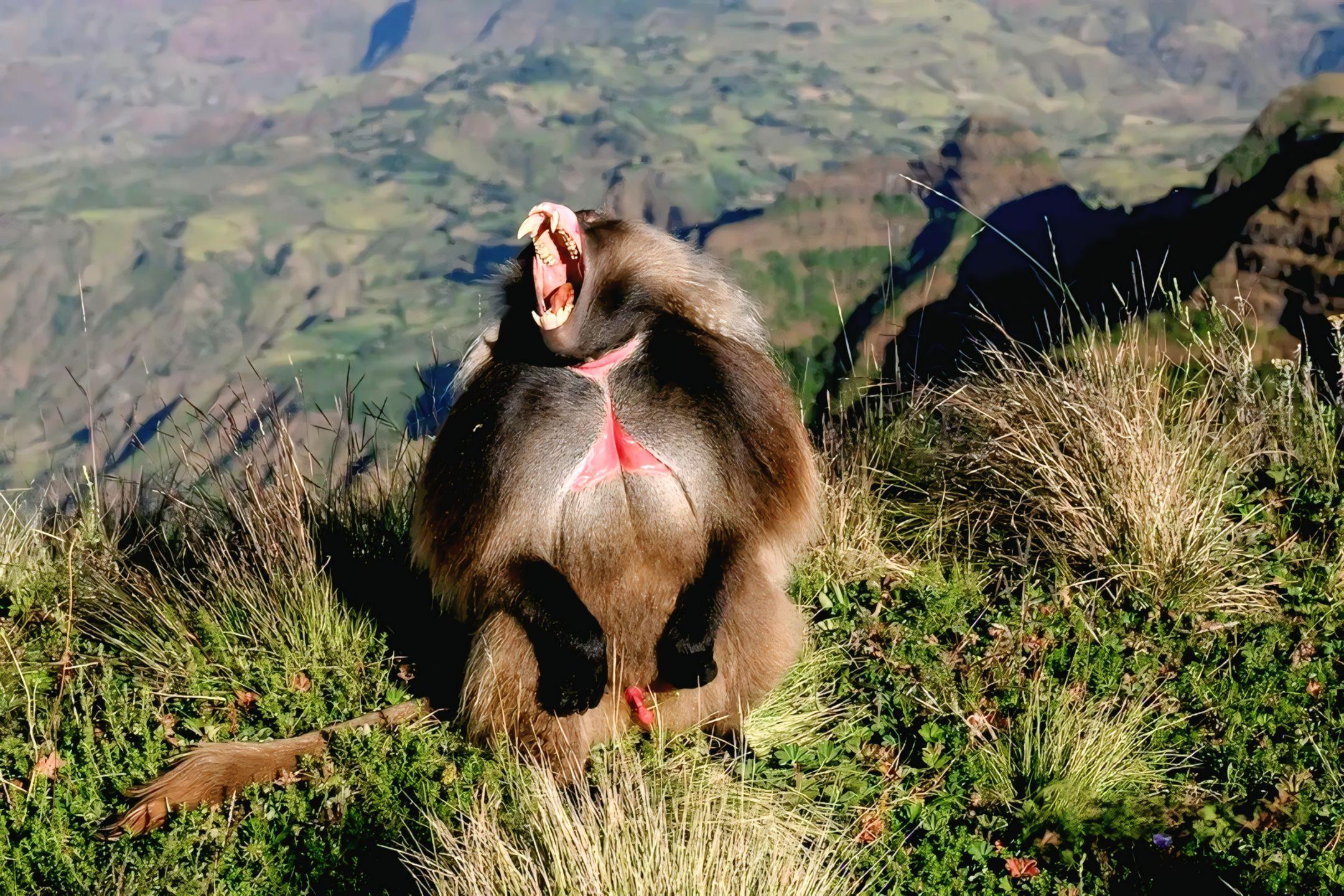 Debre Libanos Monastery & Portuguese Bridge Day Excursion