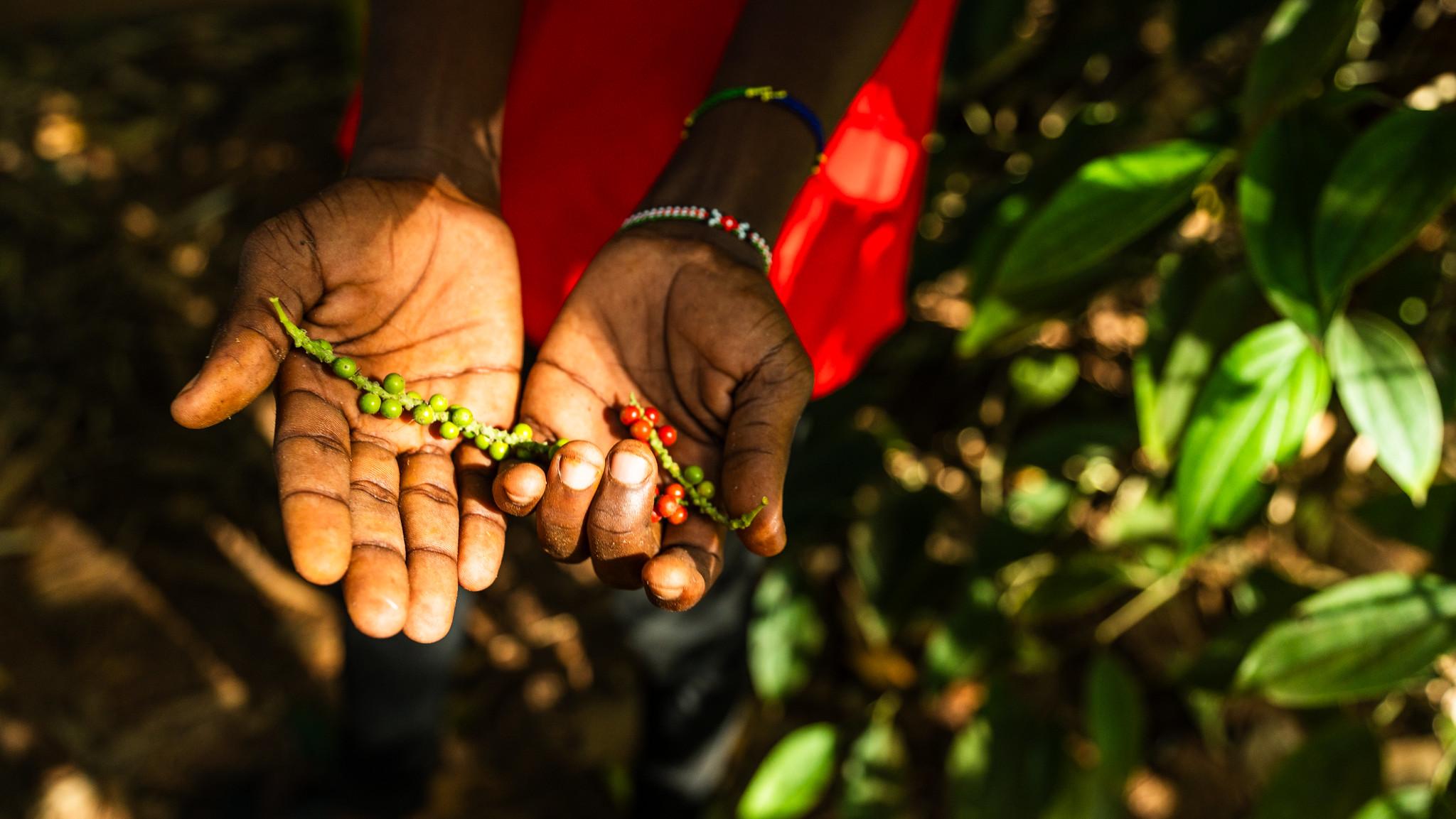 Zanzibar Full-Day Discovery: Stone Town, Spice Farm & Prison Island