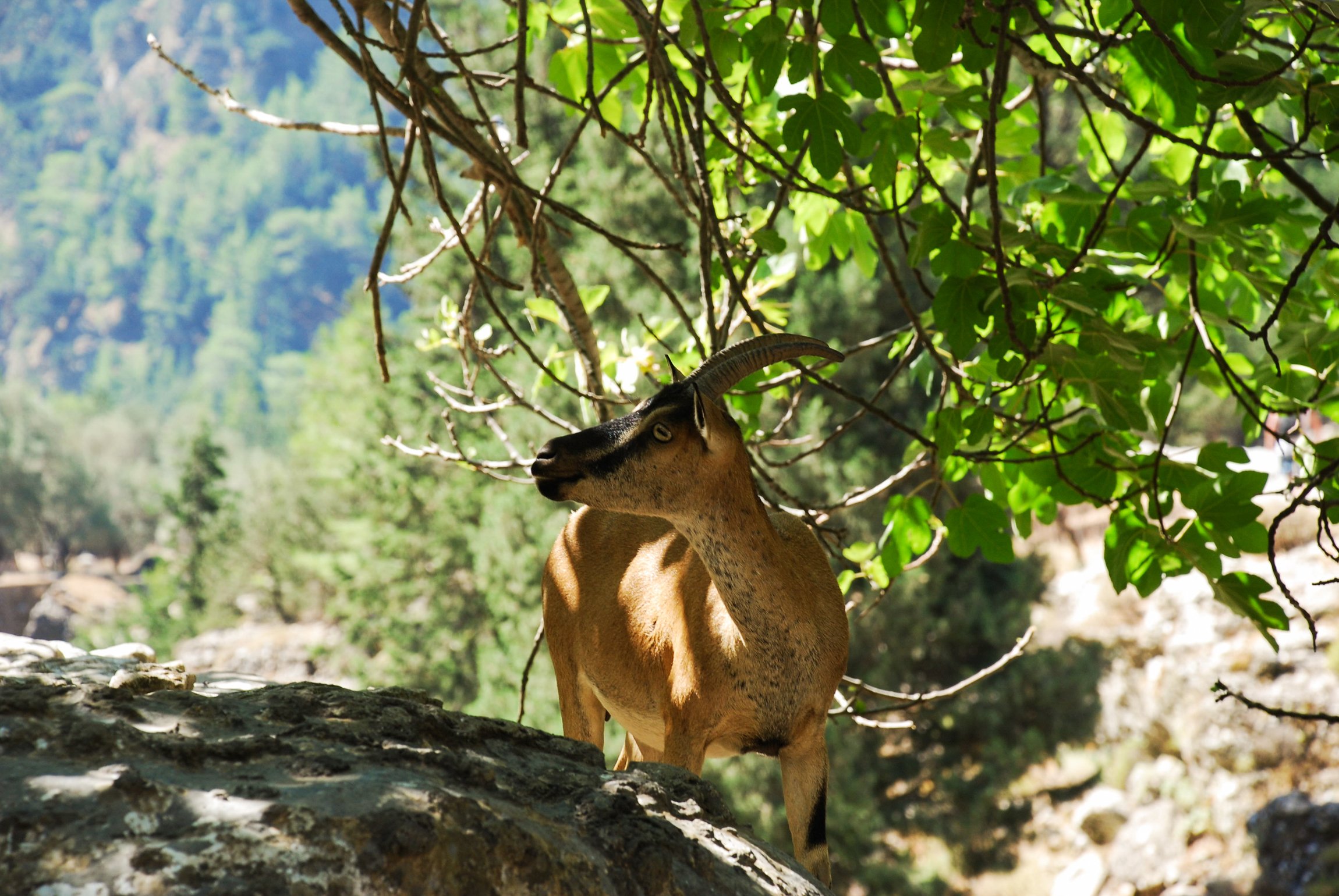 Samaria Gorge hike Crete — Xyloskalo descent, Iron Gates Sideroportes, kri-kri ibex, Agia Roumeli Libyan Sea — image 22