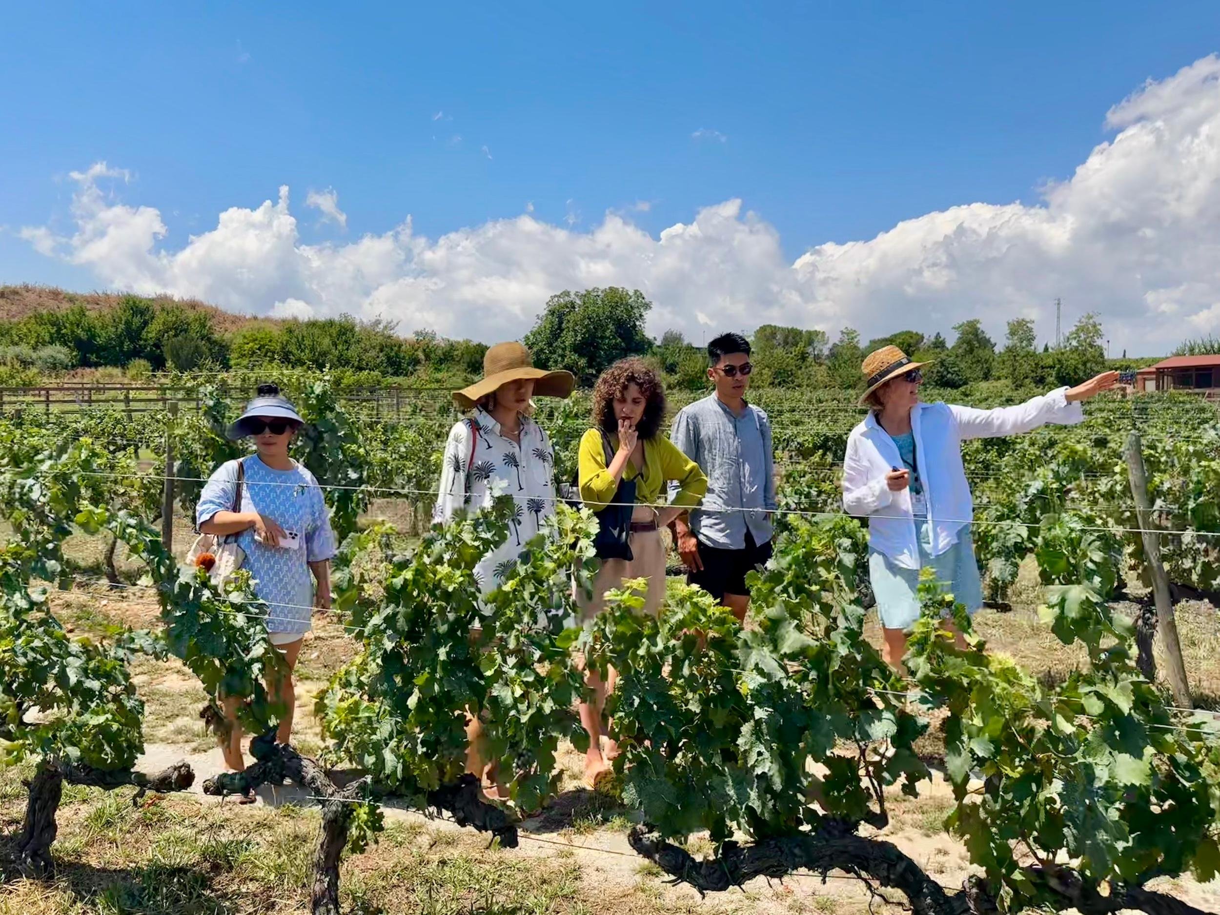 Barcelona: Torres Winery Tour with Brunch & Wine Tasting