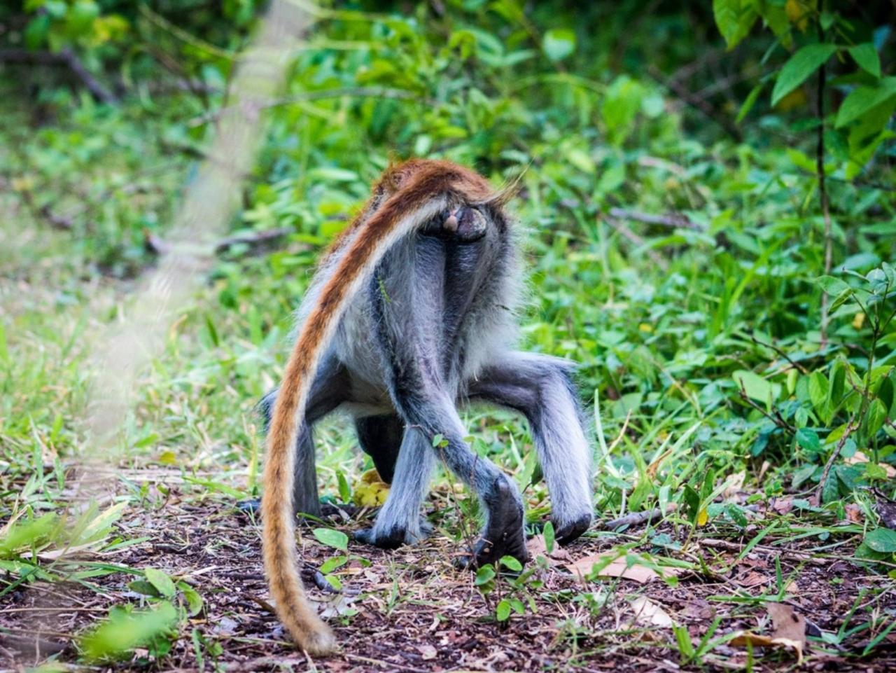 Zanzibar Full-Day: Jozani Forest, Turtle Swim & The Rock Restaurant