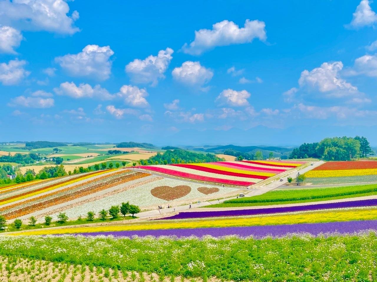 Hokkaido Summer Flowers & Shirogane Blue Pond Scenic Day Tour