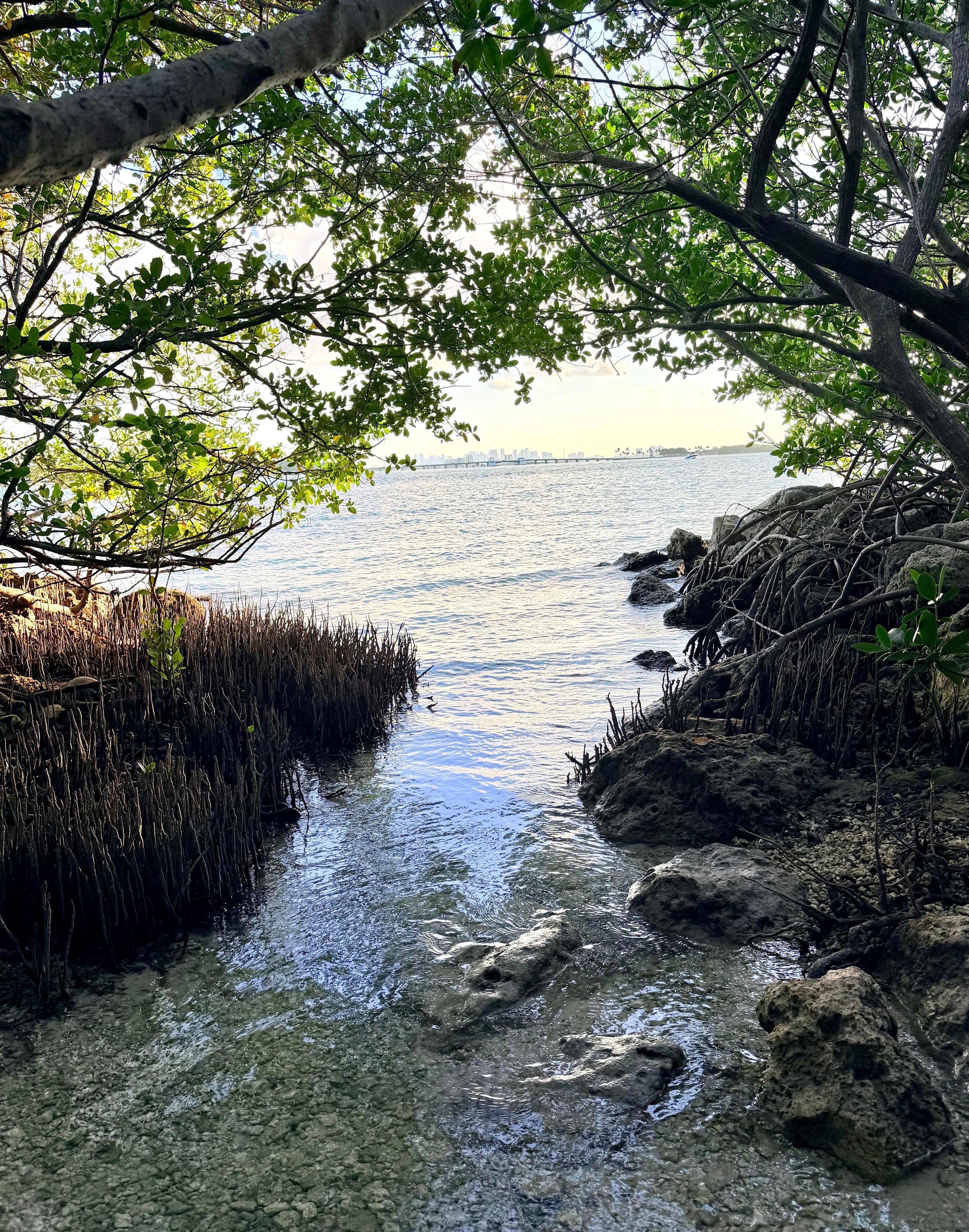 Raccoon Island Miami tour — Biscayne Bay wildlife boat cruise — image 33