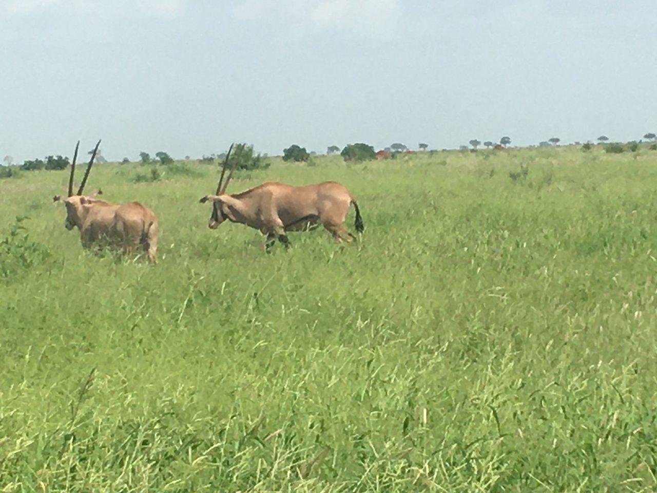 3-Day Maasai Mara Shared Jeep Safari from Nairobi