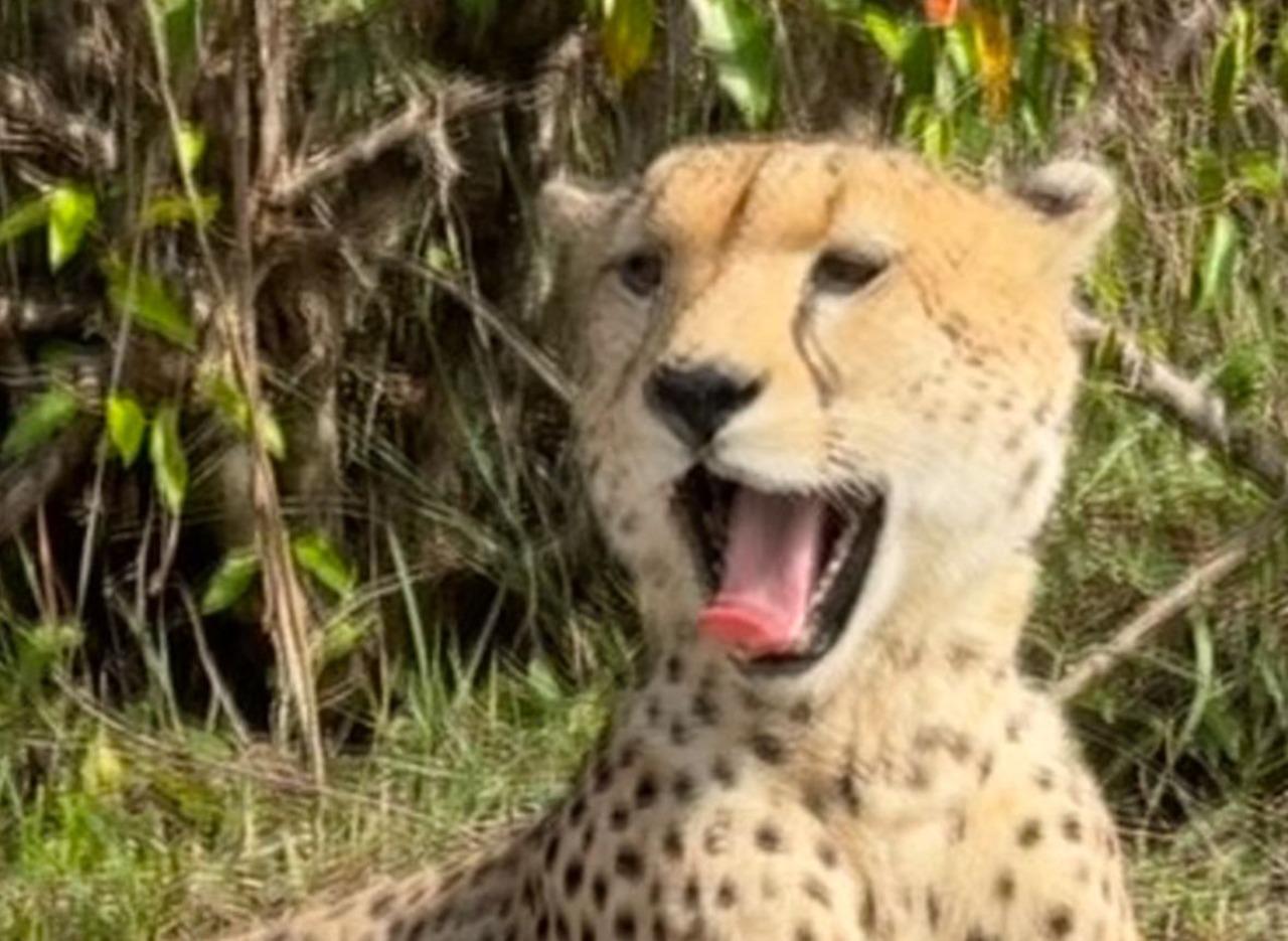 Nairobi National Park Half-Day Wildlife Safari