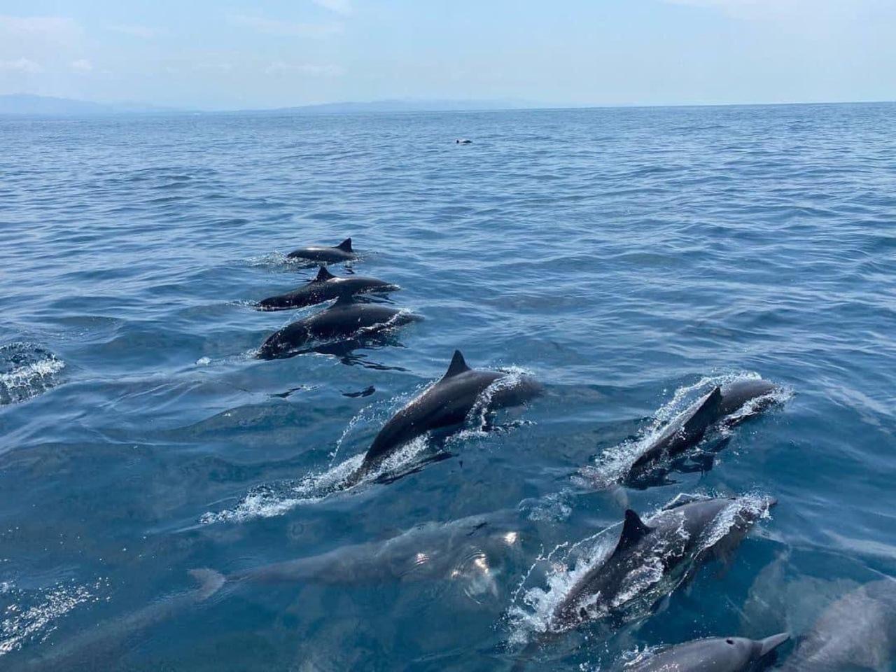 Ocean Safari & Beachside Breakfast Experience