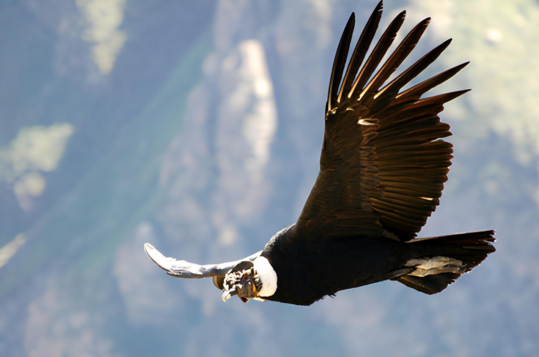 Full-Day Colca Canyon Adventure from Arequipa