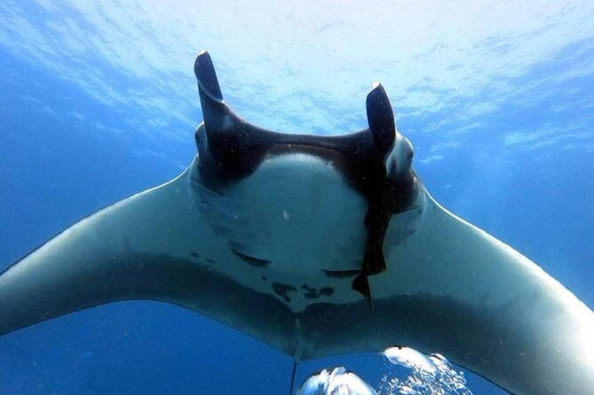 Private Snorkeling Boat Tour from Tamarindo