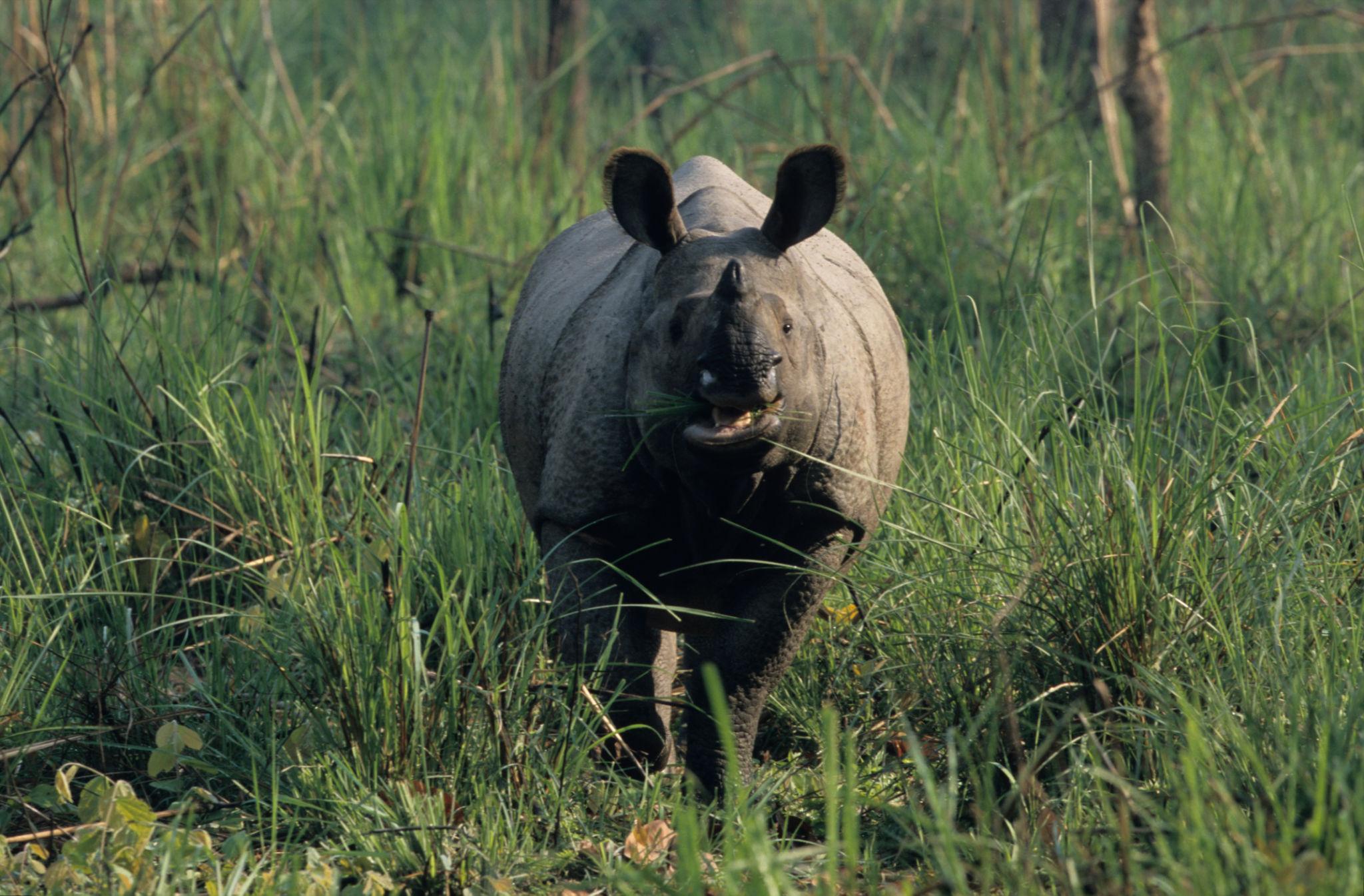 Chitwan Rhino Tracking Expedition with Local Guide