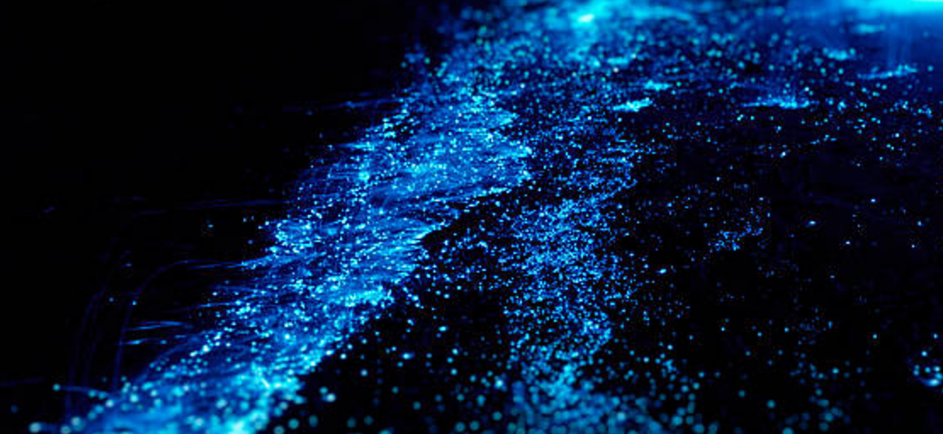 Bioluminescent Snorkeling at Klein Bonaire