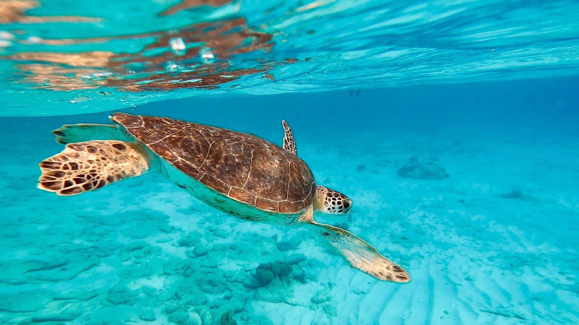 Bonaire Sea Turtle Snorkeling & Flamingo Safari