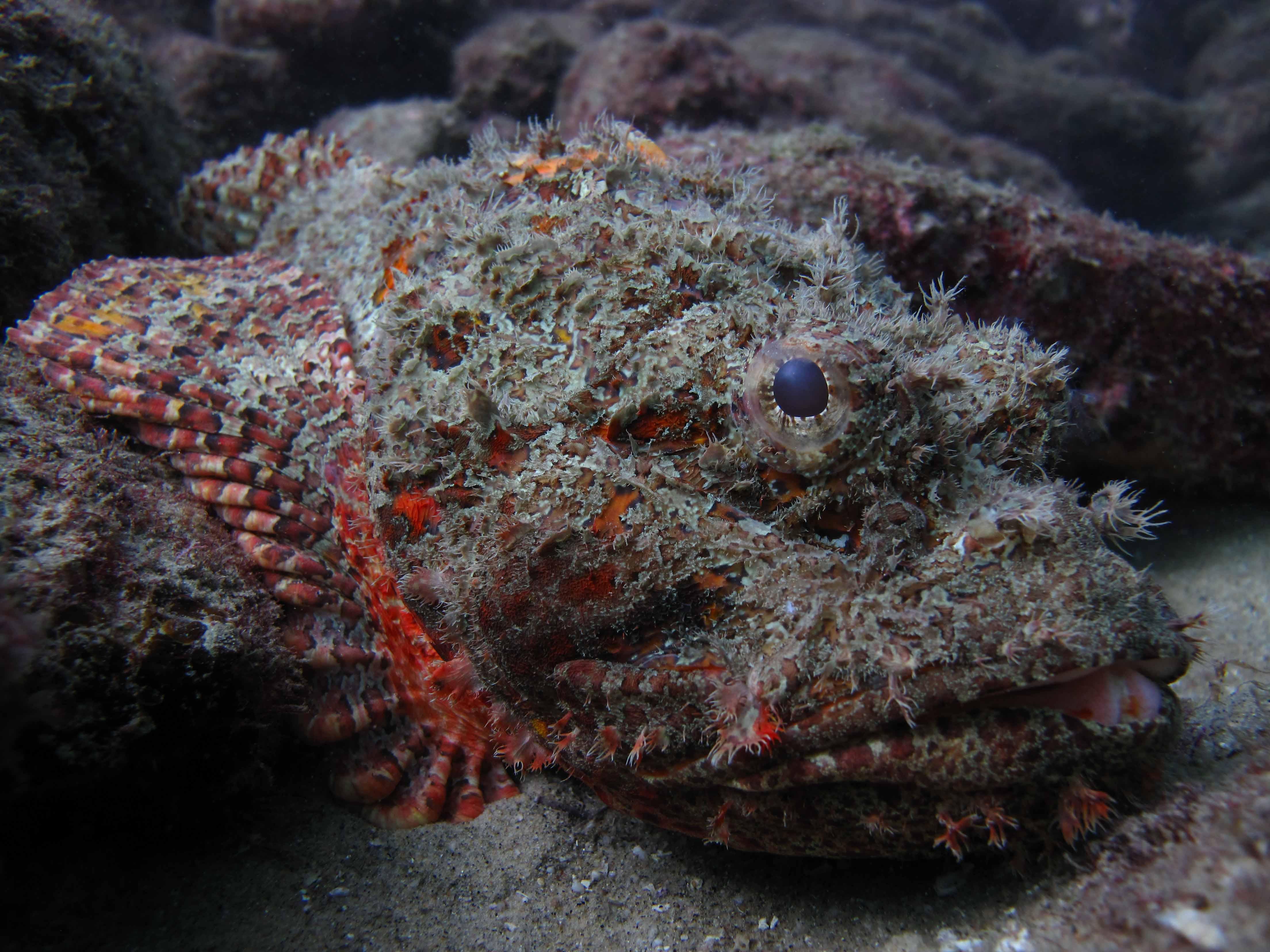 Cabo San Lucas Marine Park: Two-Tank Scuba Diving Adventure