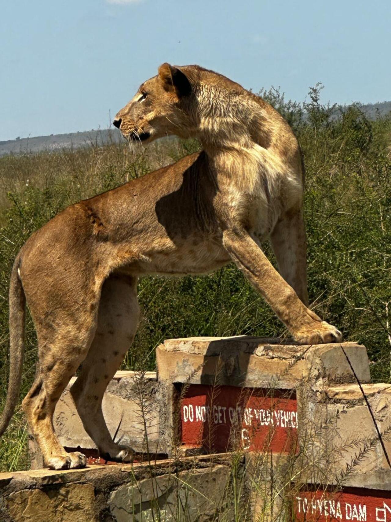 Nairobi National Park 5-Hour Guided Safari