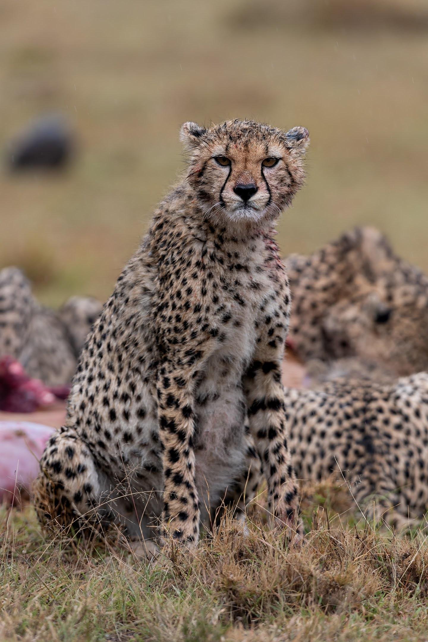 Maasai Mara Express: 1-Day Safari from Nairobi