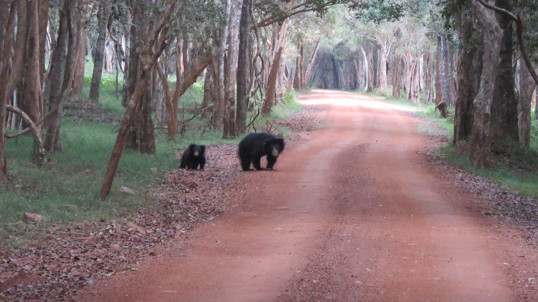Full-Day Wilpattu National Park Leopard Safari from Anuradhapura