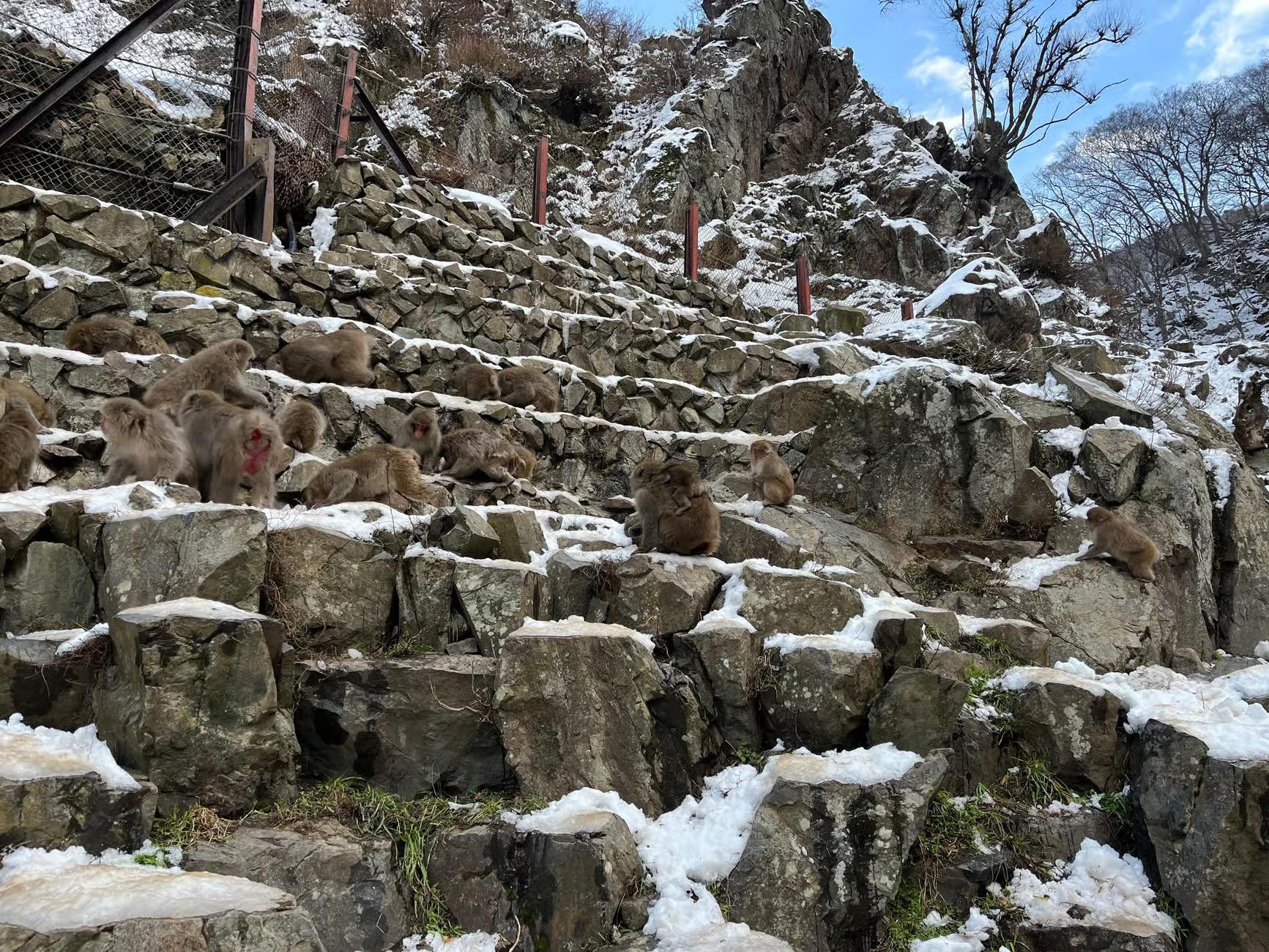 Nagano Snow Monkey Private Day Tour from Tokyo