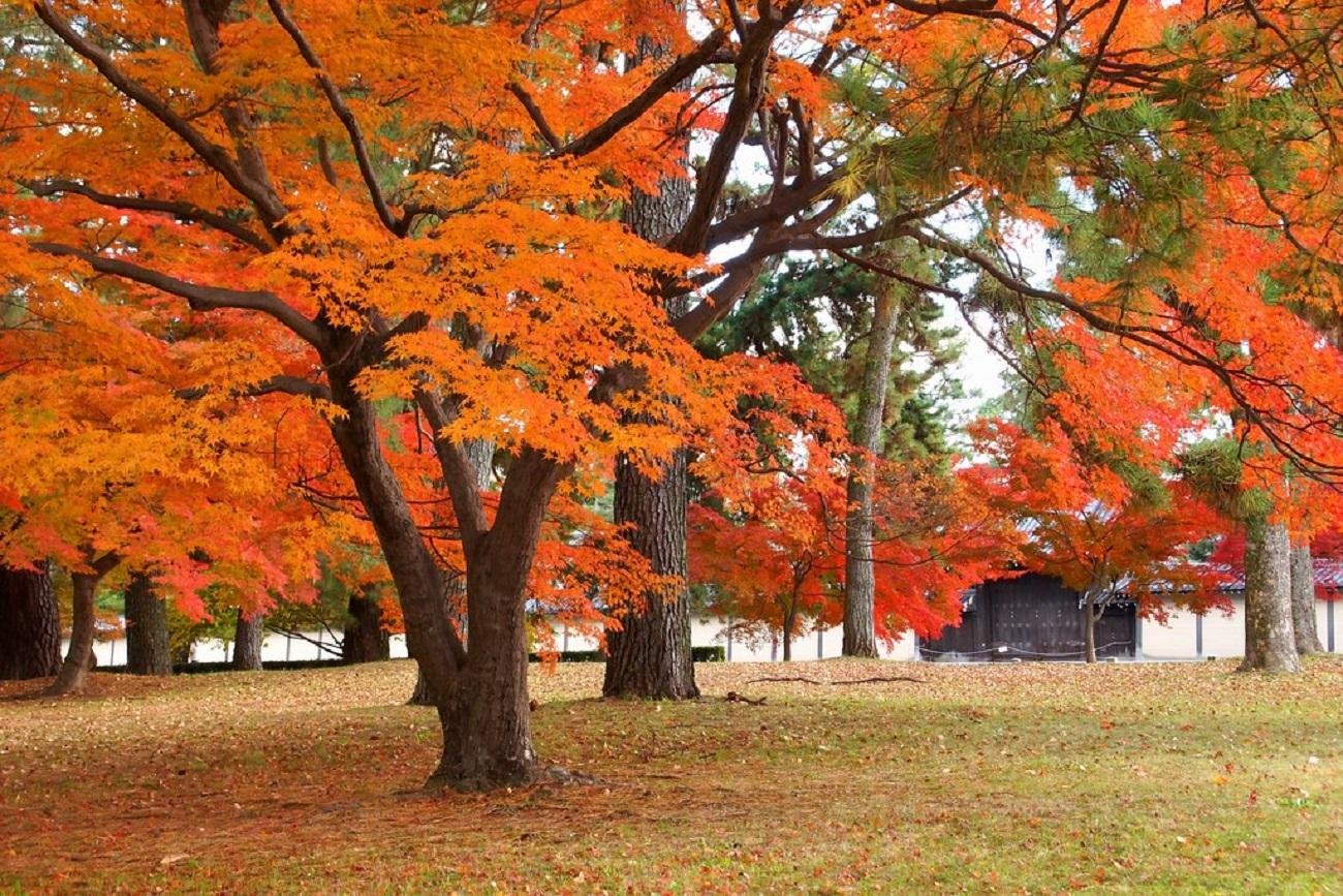 Kyoto Imperial Palace & Nijo Castle Walking Tour