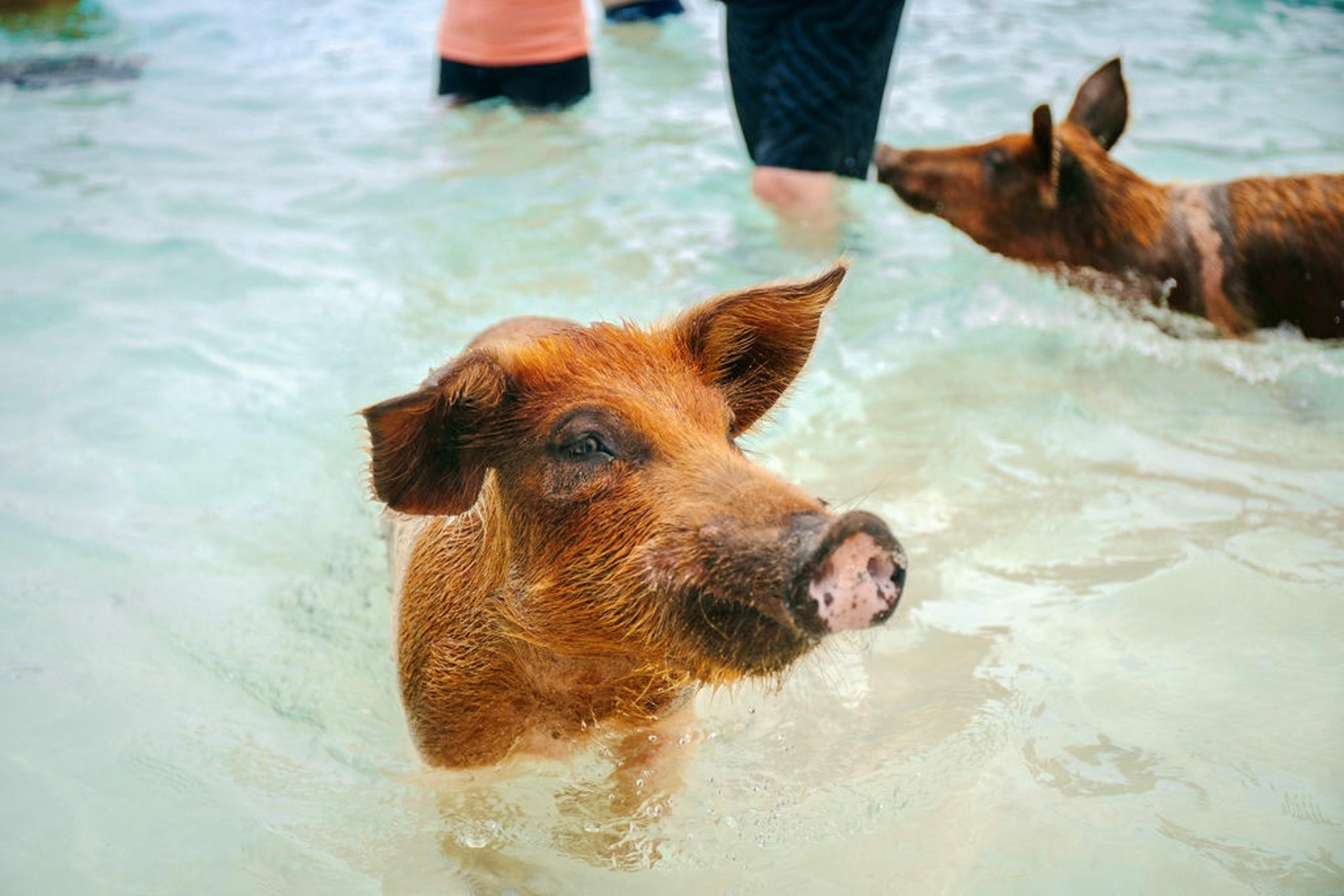 Rose Island Swimming Pigs Express from Nassau